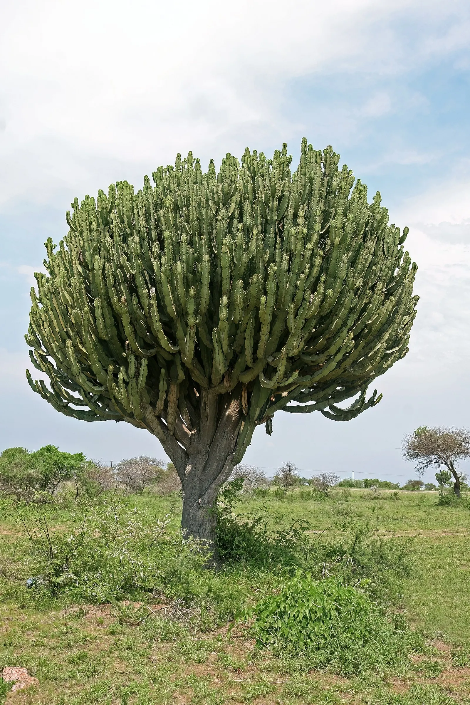Candelabra Tree (Euphorbia Ingens) — branching structure resembling a candelabrum; the Candelabra Tree can reach up to 30 to 40 feet, image 98