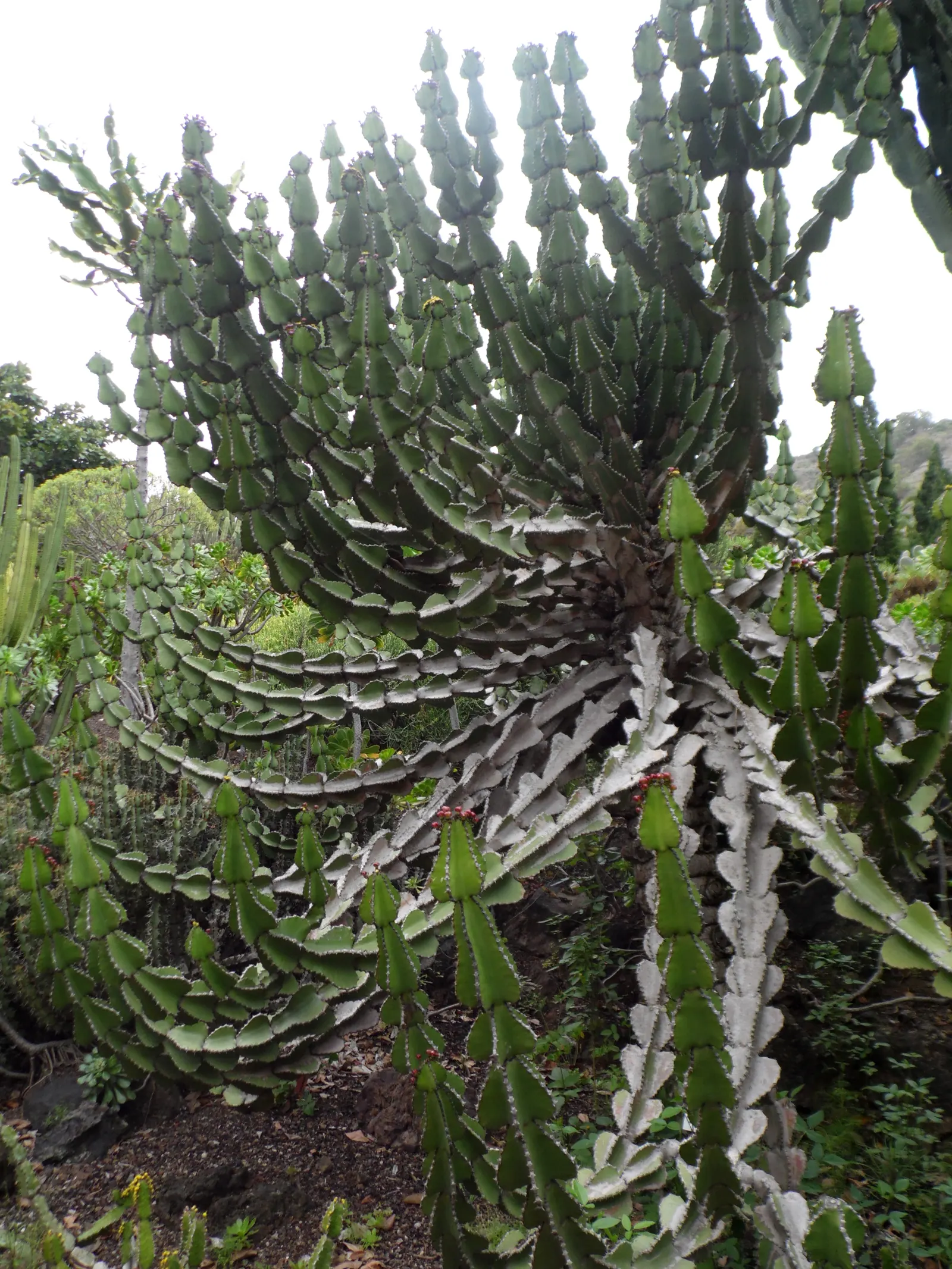 Candelabra Tree (Euphorbia Ingens) — maintain a distance from walkways and sitting areas; the Euphorbia ingens produces small yellowish-green flowers at the