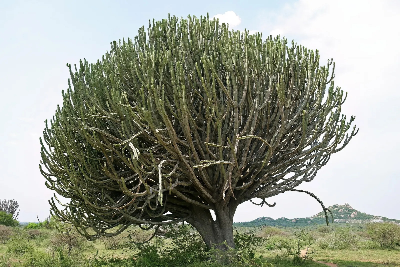 Candelabra Tree (Euphorbia Ingens) — the Euphorbia ingens requires minimal maintenance once established; succulent for full, image 117