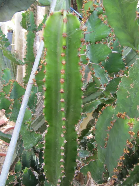 Candelabra Tree (Euphorbia Ingens) — bear a strong resemblance to the spire-like arms of a candelabra; with its bold silhouette and low water needs, image 86