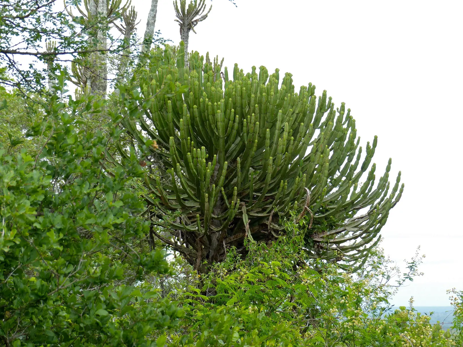 Candelabra Tree (Euphorbia Ingens) — With its bold silhouette and low water needs