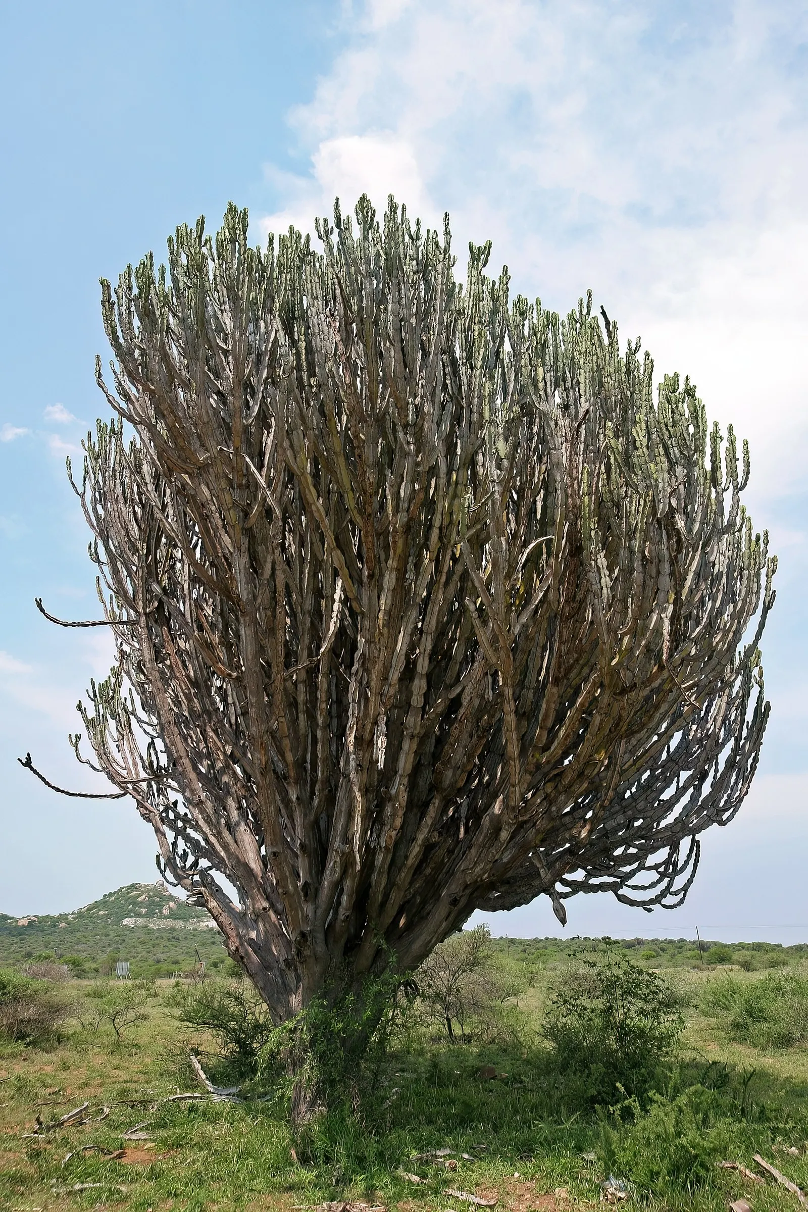 Candelabra Tree (Euphorbia Ingens) — Indigenous to South Africa, it reaches heights of 30-40 feet with branches spanning 1-1.5 feet in diameter, image 123