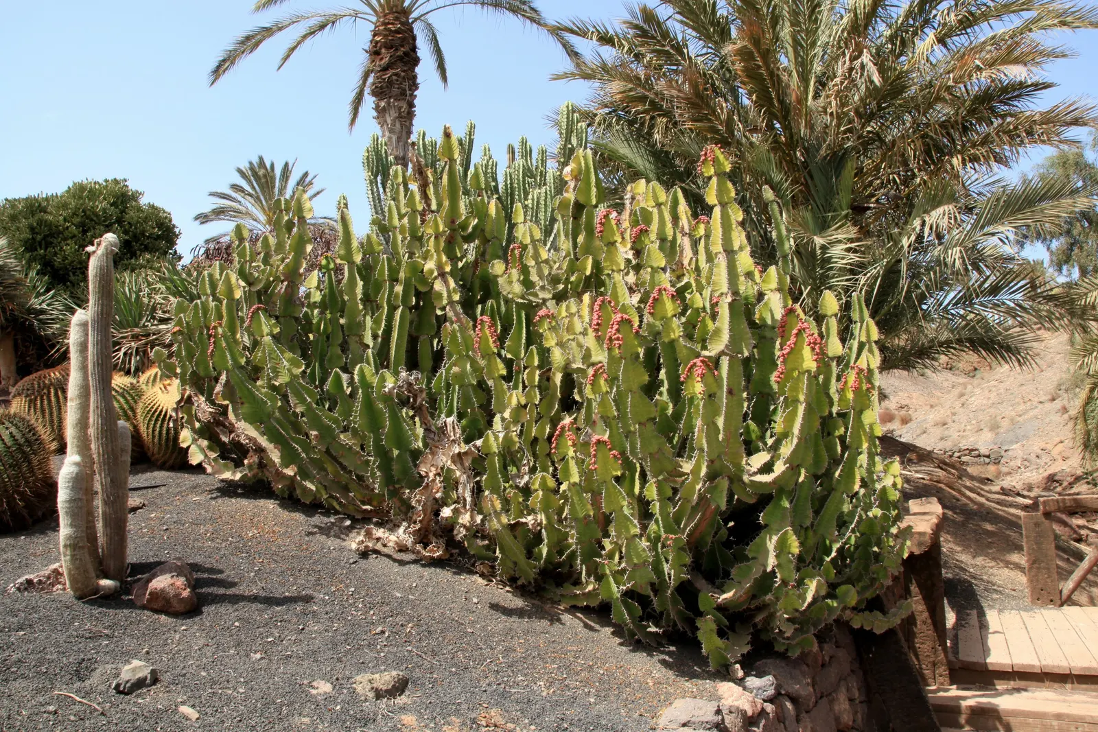 Candelabra Tree (Euphorbia Ingens) — Throughout spring to early summer; typically numbering between 4 and 12, image 64