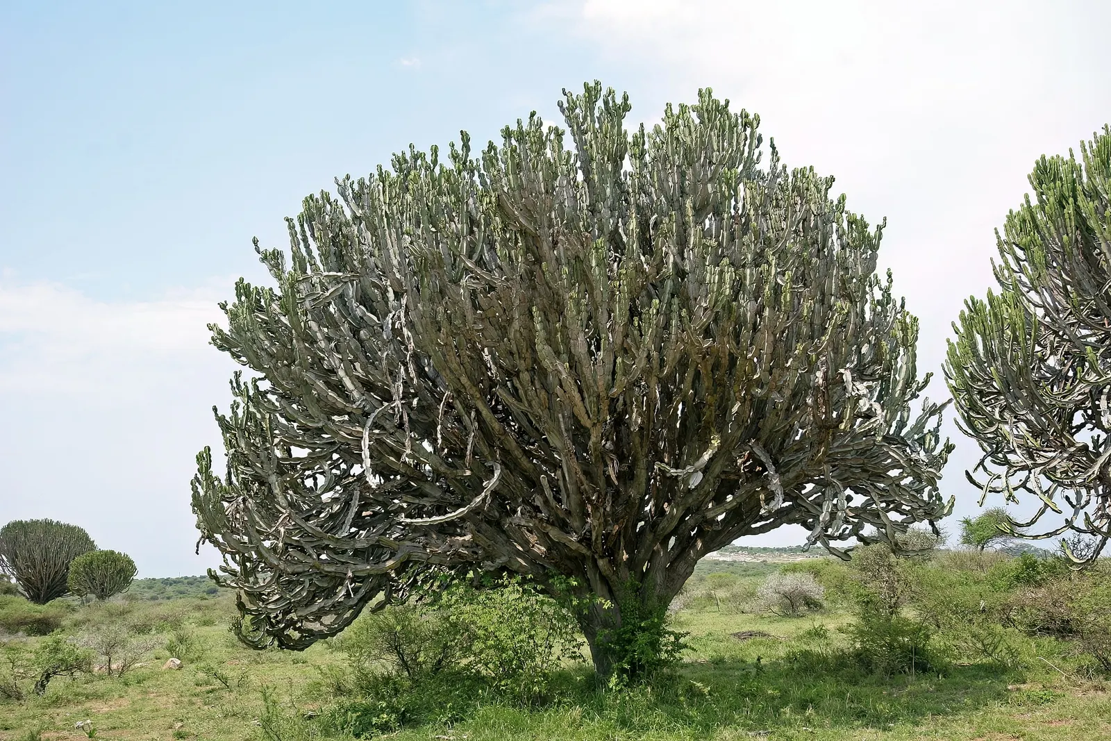 Candelabra Tree (Euphorbia Ingens) — succulent for full; the Euphorbia ingens requires minimal maintenance once established, image 120