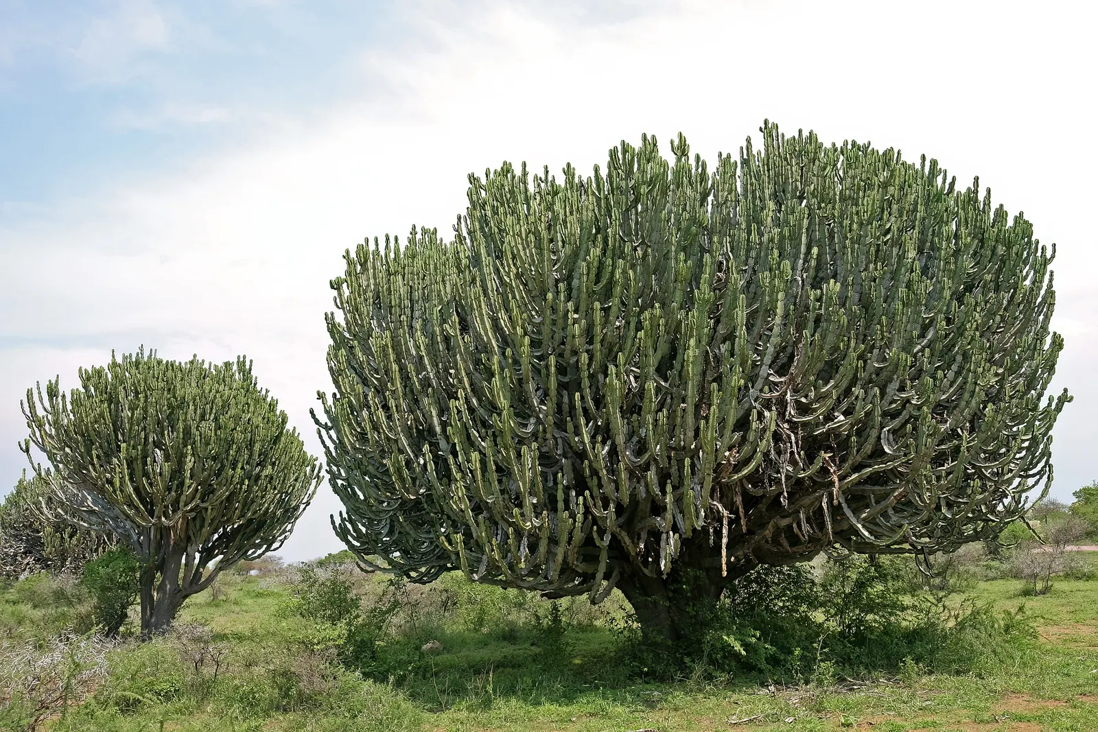Candelabra Tree (Euphorbia Ingens) — Indigenous to South Africa, it reaches heights of 30-40 feet with branches spanning 1-1.5 feet in diameter, image 99