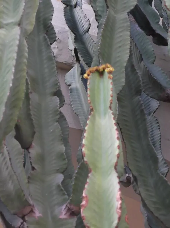 Candelabra Tree (Euphorbia Ingens) — the Euphorbia ingens produces small yellowish-green flowers at the branch tips; maintain a distance from, image 113