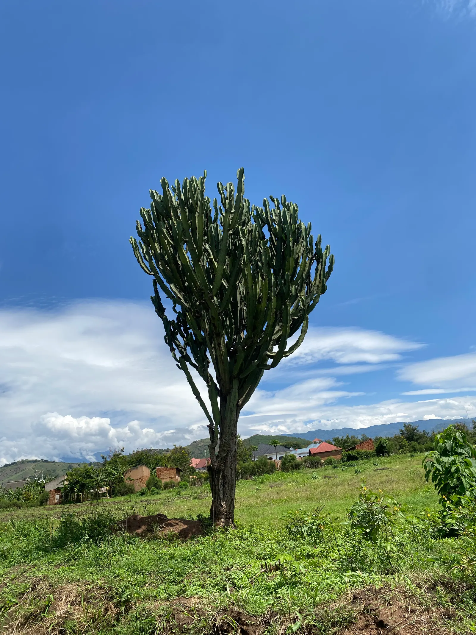 Candelabra Tree (Euphorbia Ingens) — Native to the dry regions of southern Africa; use caution: its milky sap can be toxic, image 104