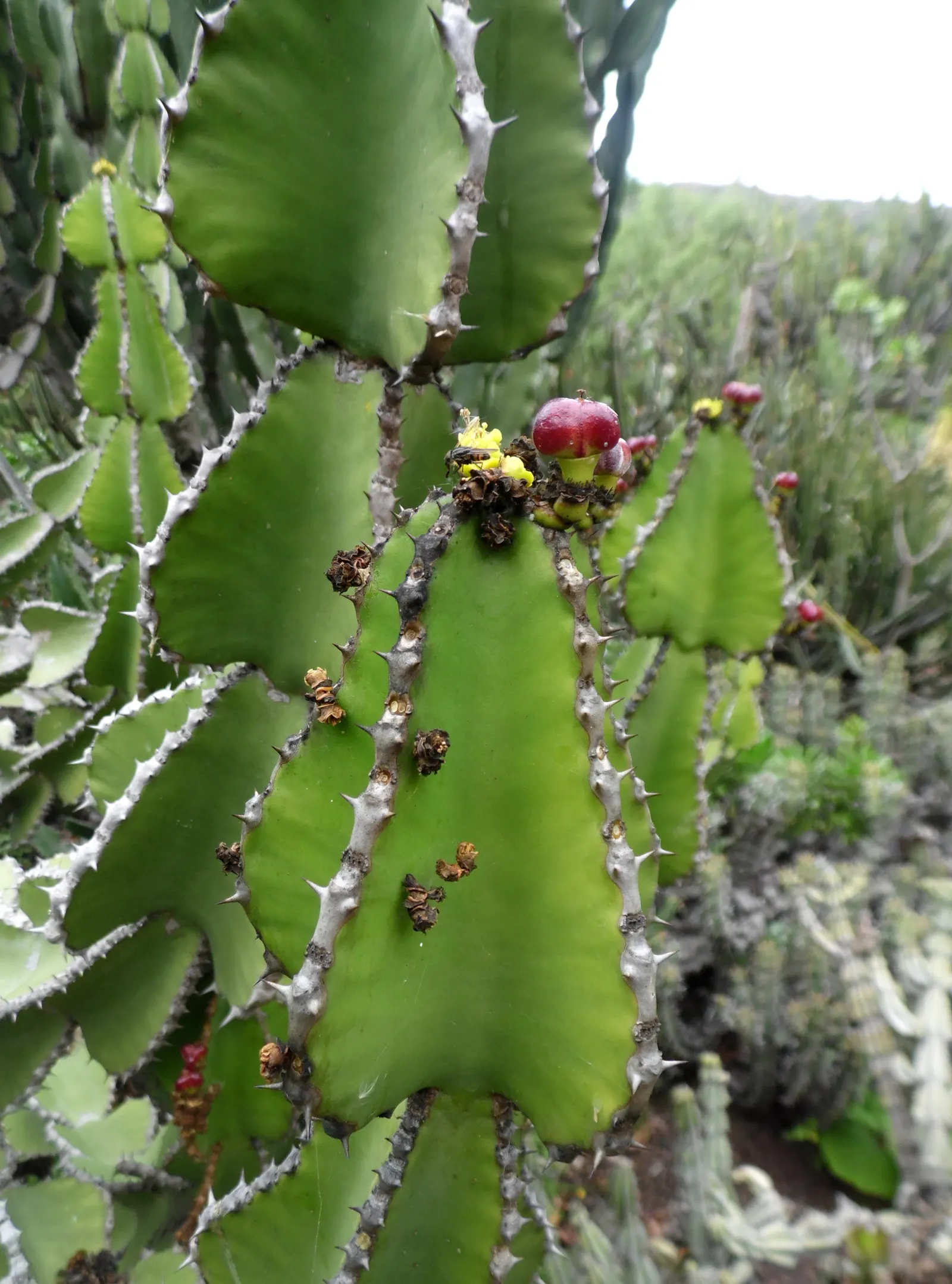 Candelabra Tree (Euphorbia Ingens) — Use caution: its milky sap can be toxic; native to the dry regions of southern Africa, image 53