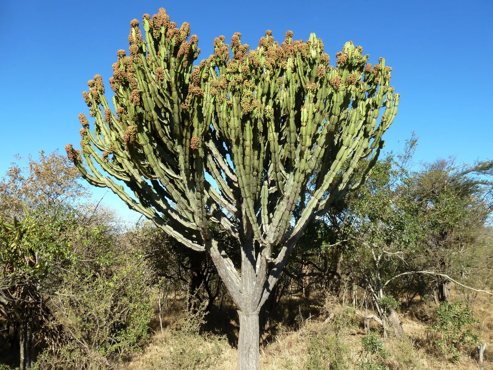 Candelabra Tree (Euphorbia Ingens) — Suited for arid climates, it bears small yellow flowers; is a striking succulent renowned for its upright, image 100