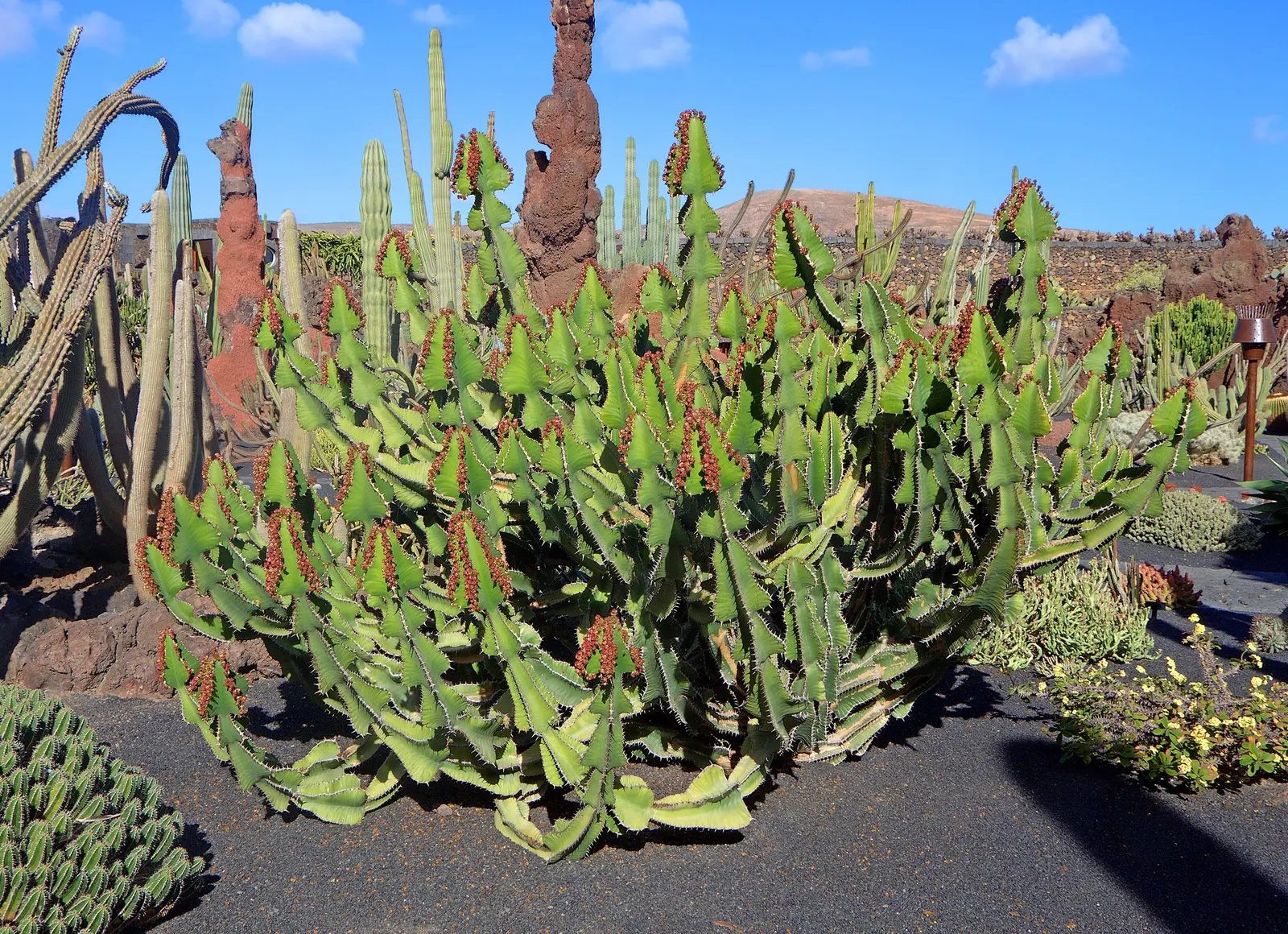 Candelabra Tree (Euphorbia Ingens) — the Euphorbia ingens produces small yellowish-green flowers at the branch tips
