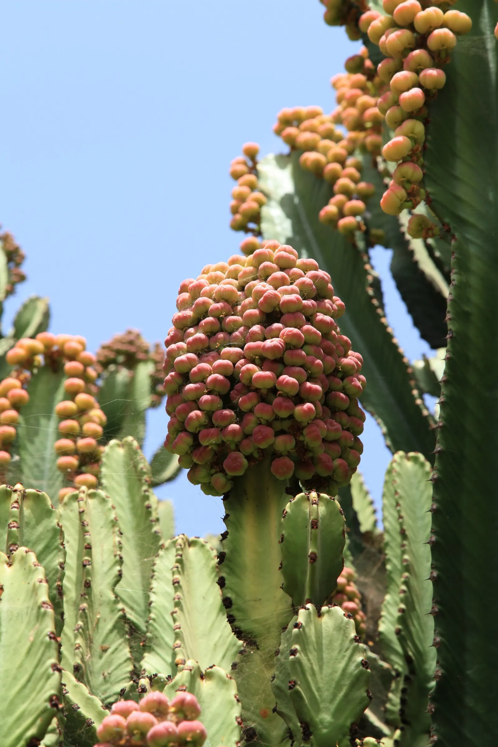 Candelabra Tree (Euphorbia Ingens) — it is crucial to allocate ample space within the design to accommodate its mature dimensions; making it a, image 91