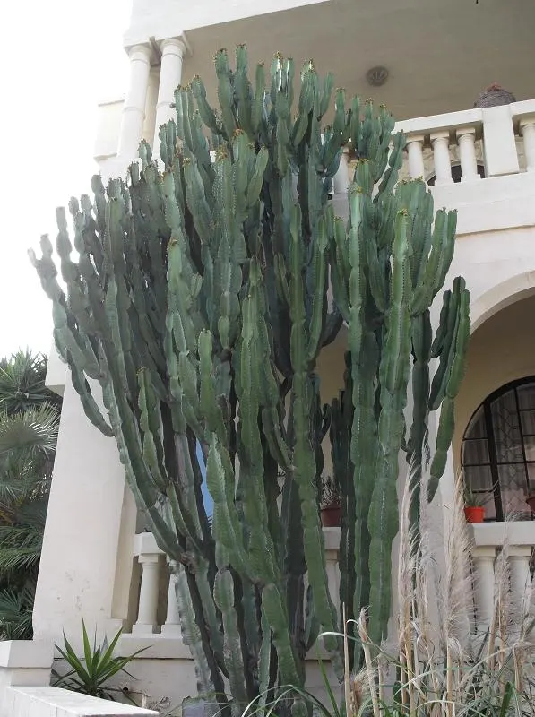 Candelabra Tree (Euphorbia Ingens) — Throughout spring to early summer; typically numbering between 4 and 12, image 112