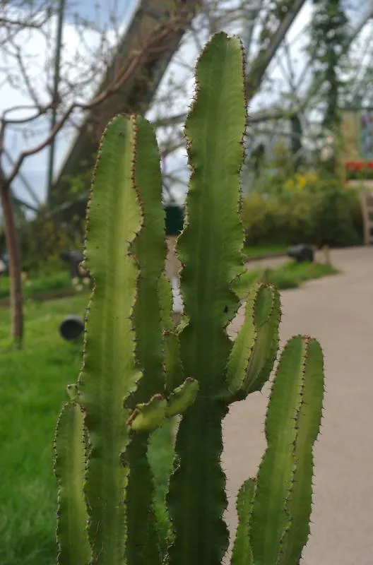 Candelabra Tree (Euphorbia Ingens) — it is well-suited to arid environments; with a spread of approximately 10 to 15 feet, image 105