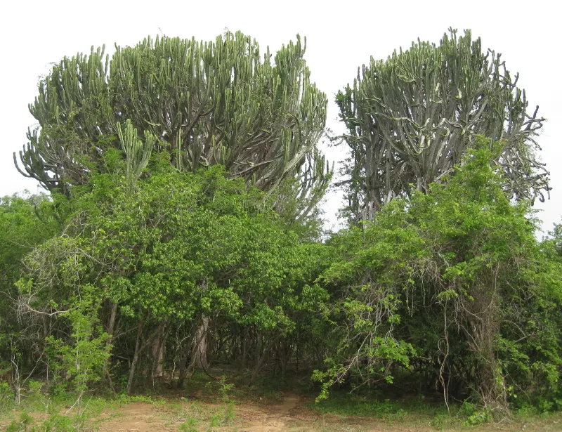 Candelabra Tree (Euphorbia Ingens) — lending to the plant's common name; ideal as a focal point in xeriscapes, ensure ample space to accommodate, image 87