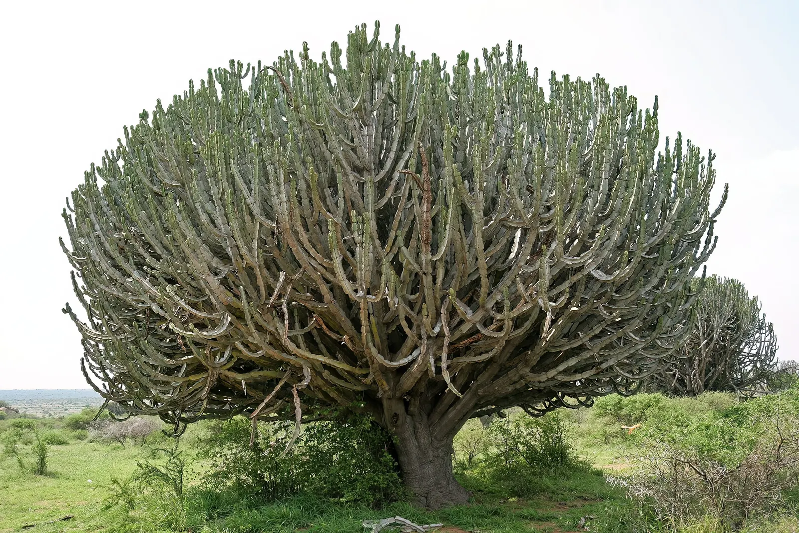 Candelabra Tree (Euphorbia Ingens) — is a striking succulent renowned for its upright; suited for arid climates, it bears small yellow flowers, image 97
