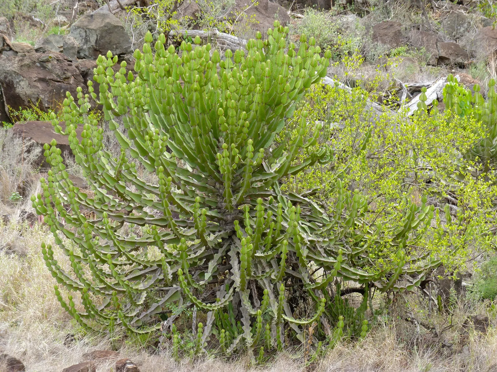 Candelabra Tree (Euphorbia Ingens) — needing only occasional watering during prolonged dry spells