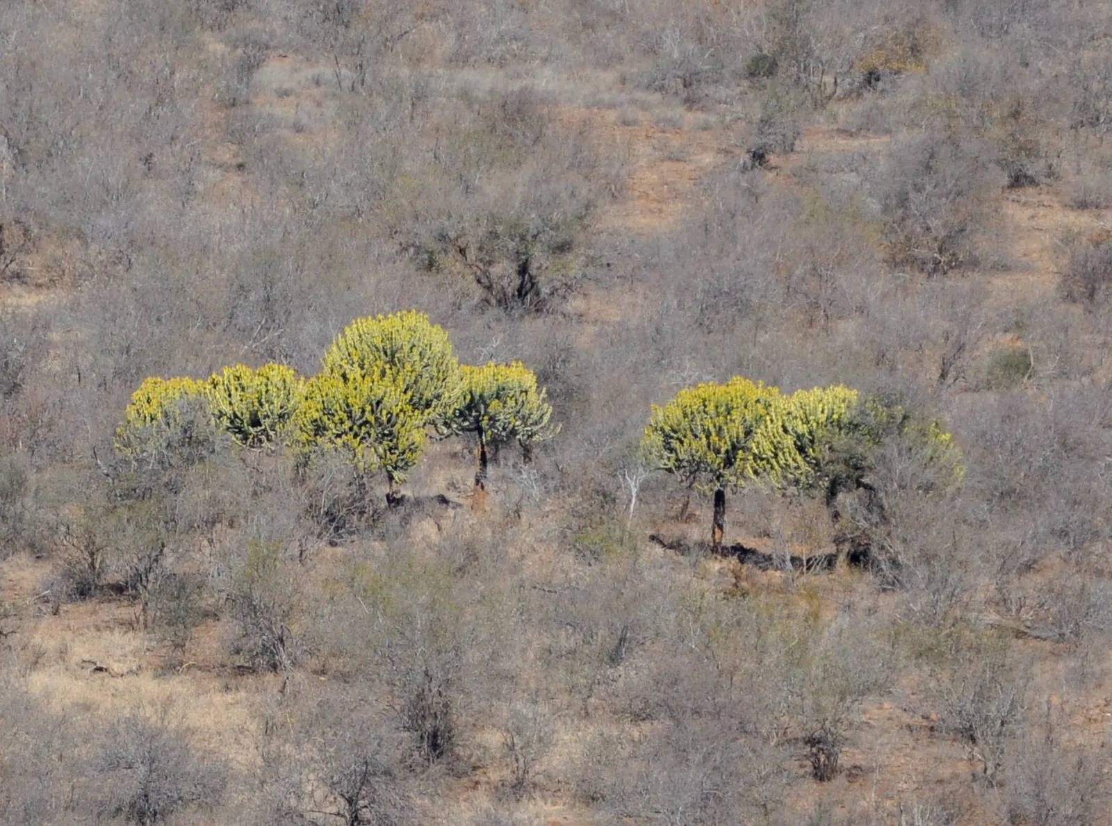 Candelabra Tree (Euphorbia Ingens) — making it a prime candidate for gardens in similar climates.<br><br>Characterized by its towering height; it, image 58