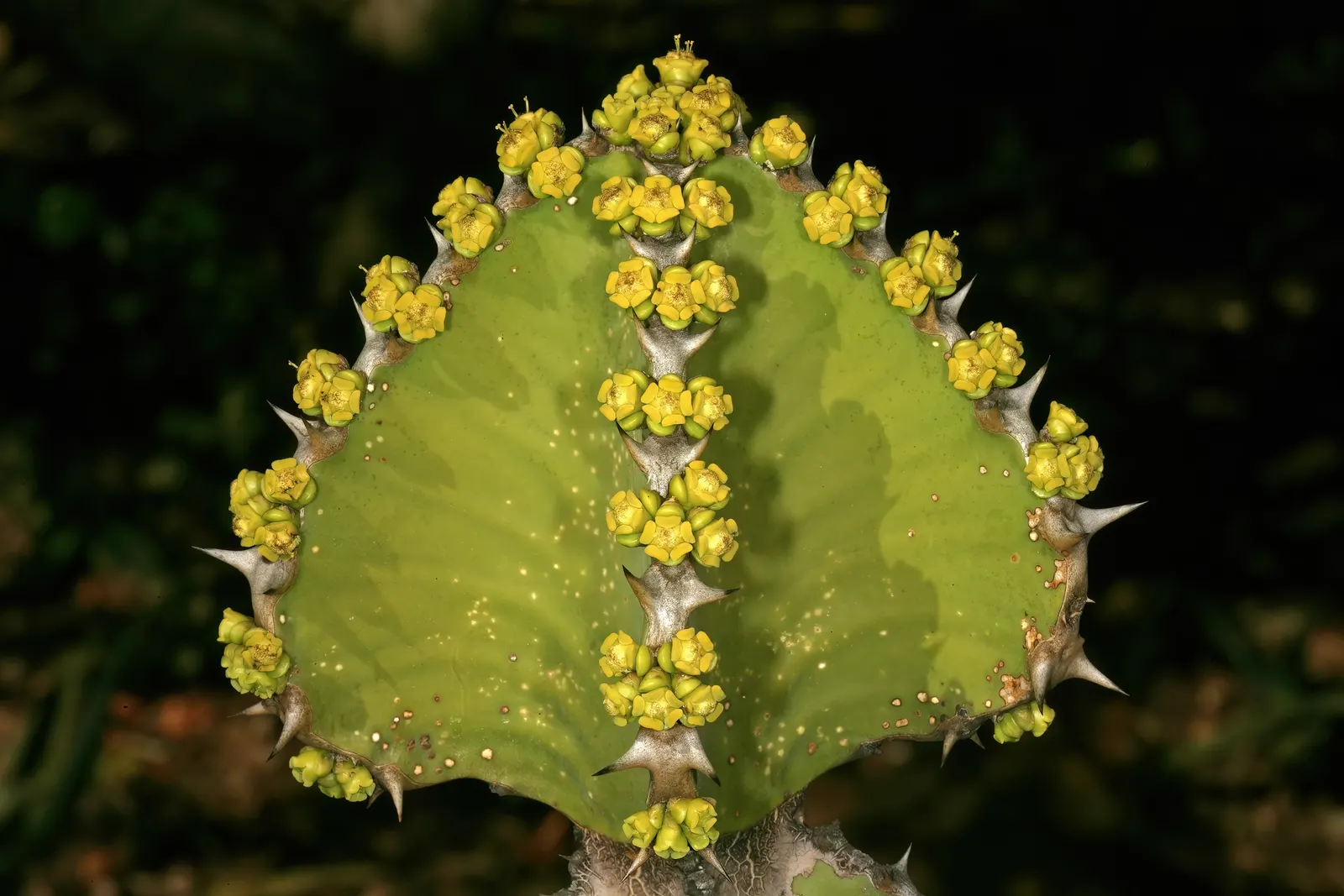 Candelabra Tree (Euphorbia Ingens) — Due to its potential growth size; indigenous to South Africa, it reaches heights of 30-40 feet with branches spanning