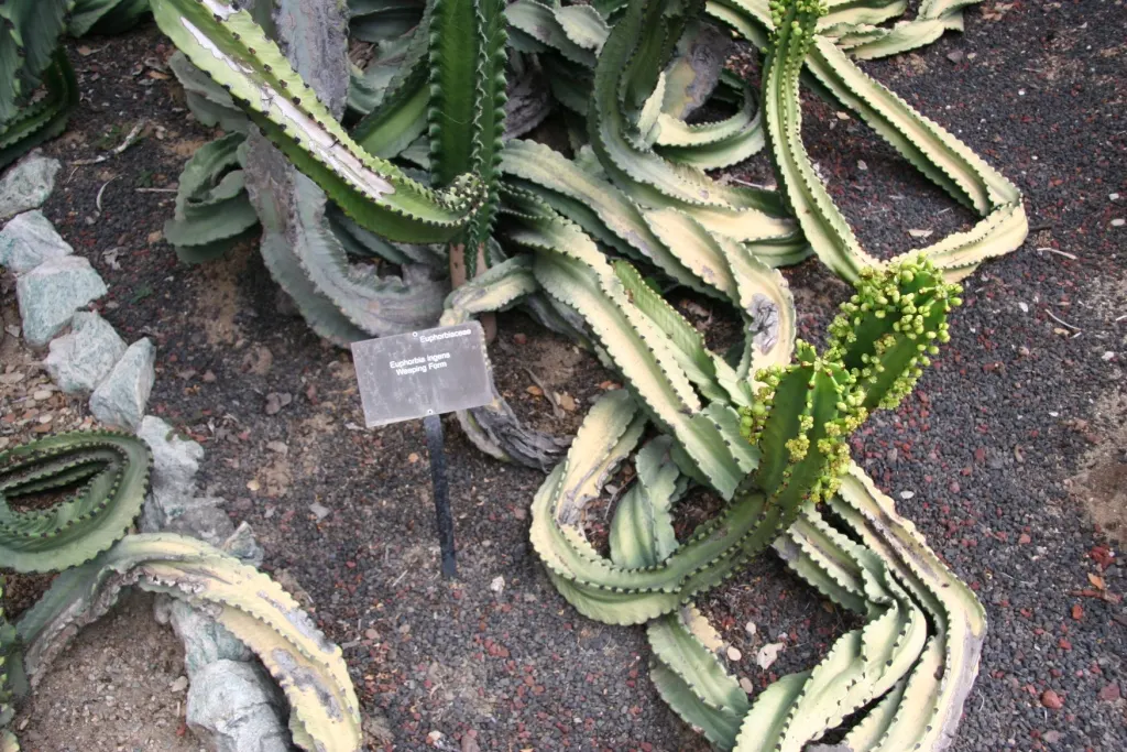 Candelabra Tree (Euphorbia Ingens) — needing only occasional watering during prolonged dry spells; commonly referred to as the Candelabra Tree, image 94