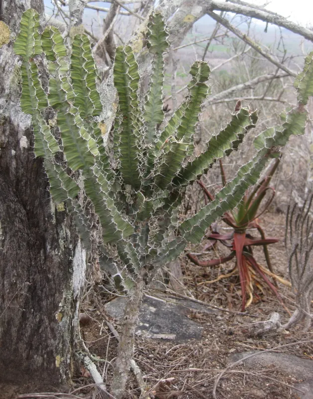 Candelabra Tree (Euphorbia Ingens) — the Candelabra Tree can reach up to 30 to 40 feet; branching structure resembling a candelabrum, image 59