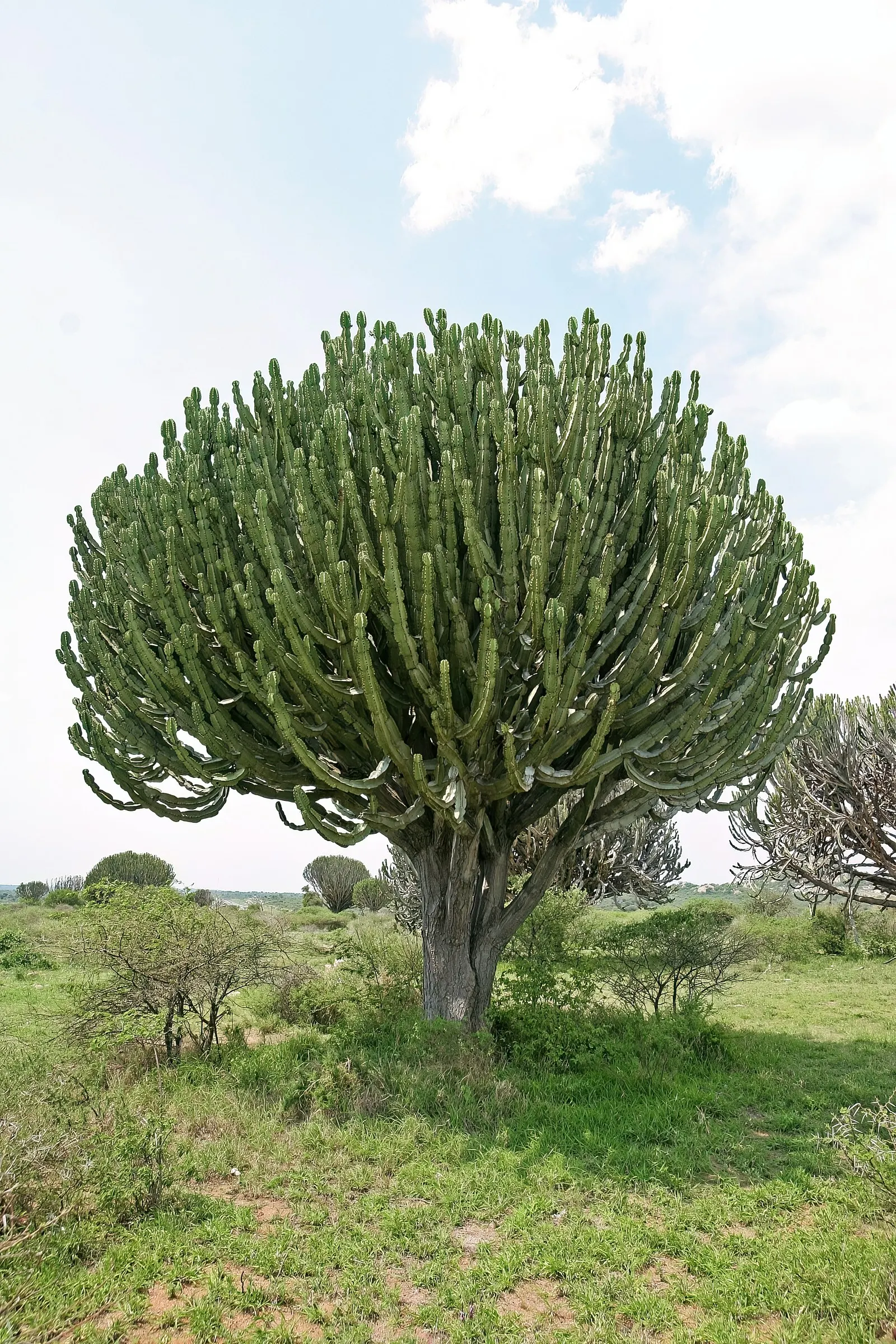 Candelabra Tree (Euphorbia Ingens) — succulent for full