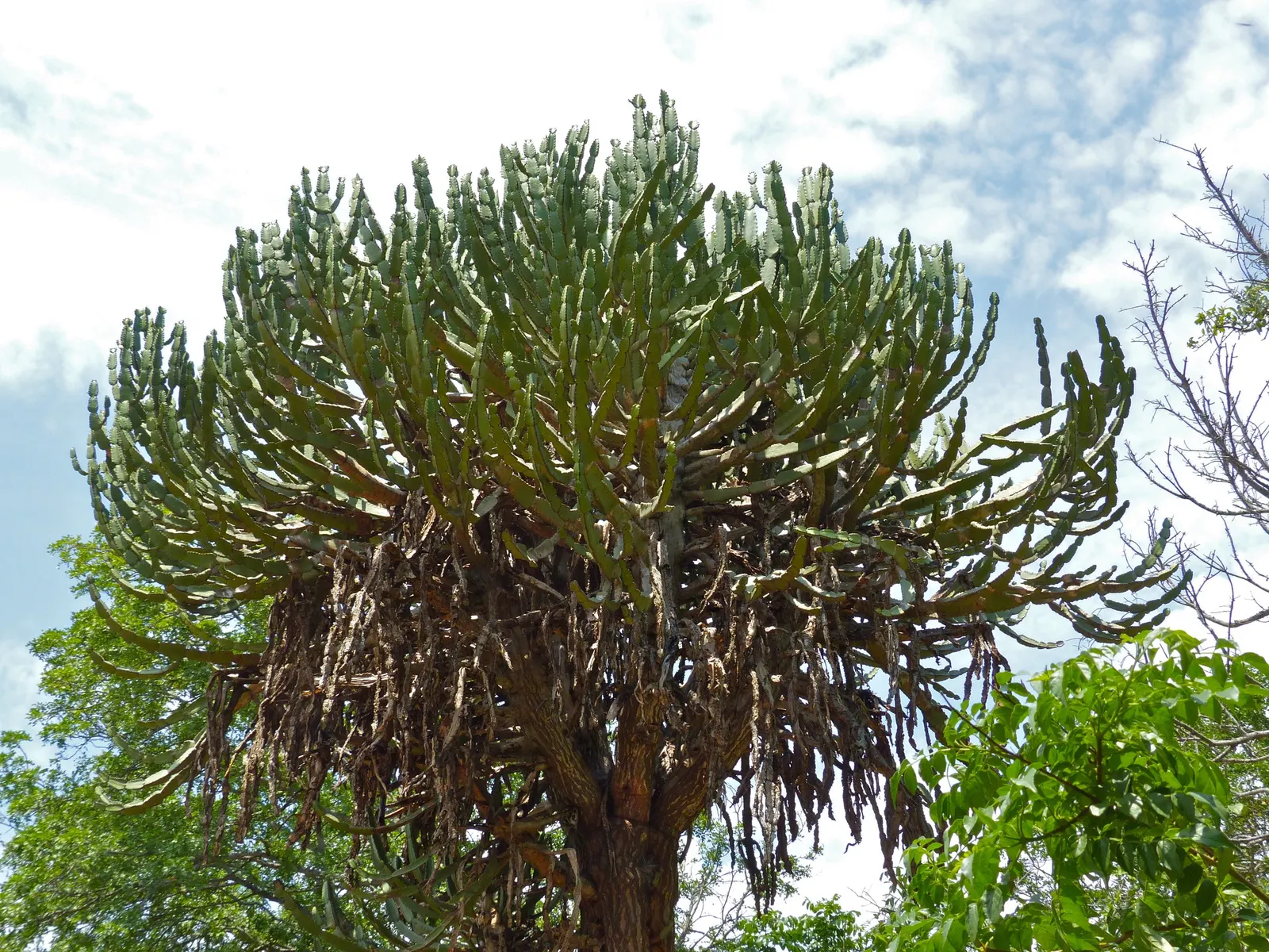 Candelabra Tree (Euphorbia Ingens) — maintain a distance from walkways and sitting areas