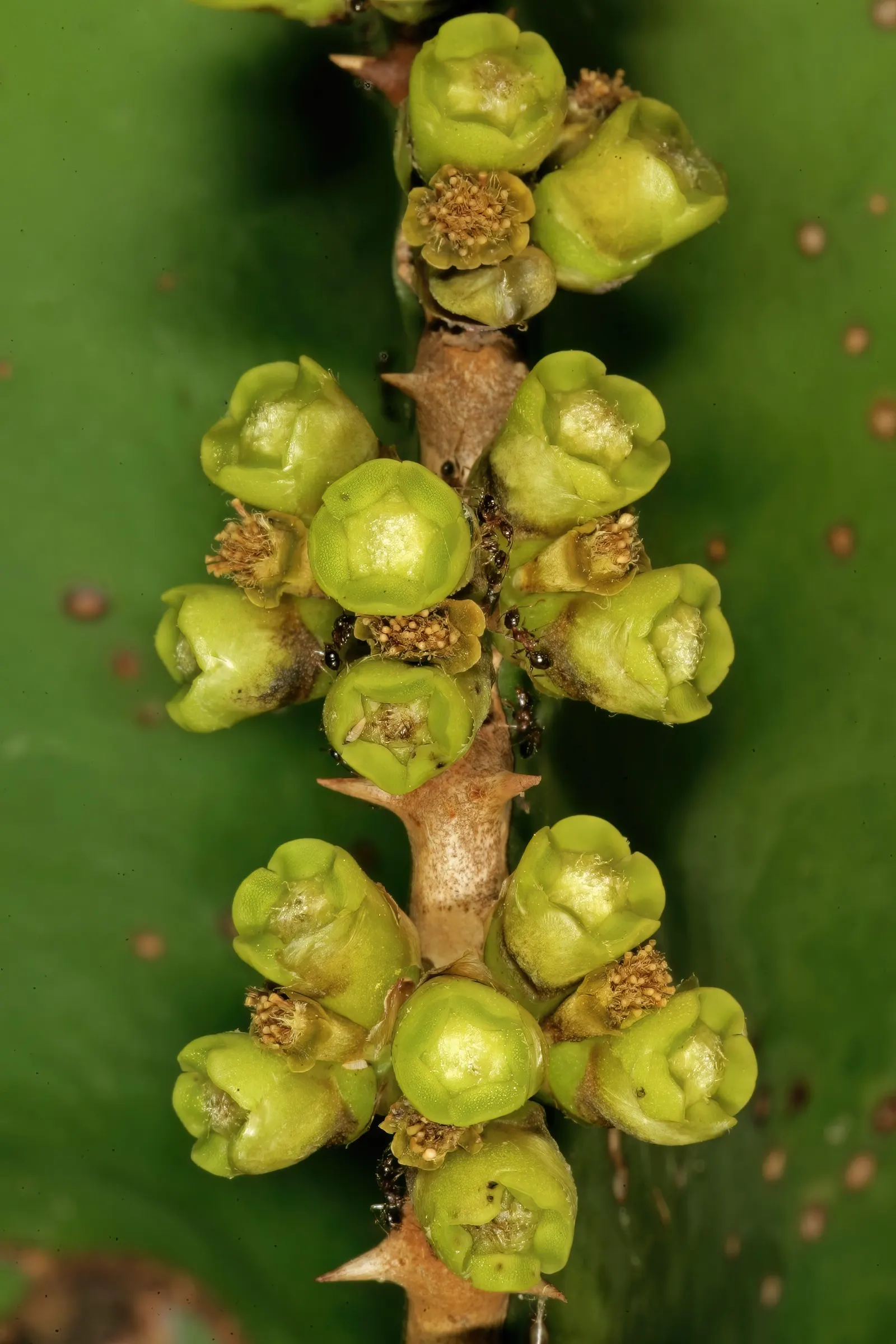 Candelabra Tree (Euphorbia Ingens) — it is well-suited to arid environments; with a spread of approximately 10 to 15 feet
