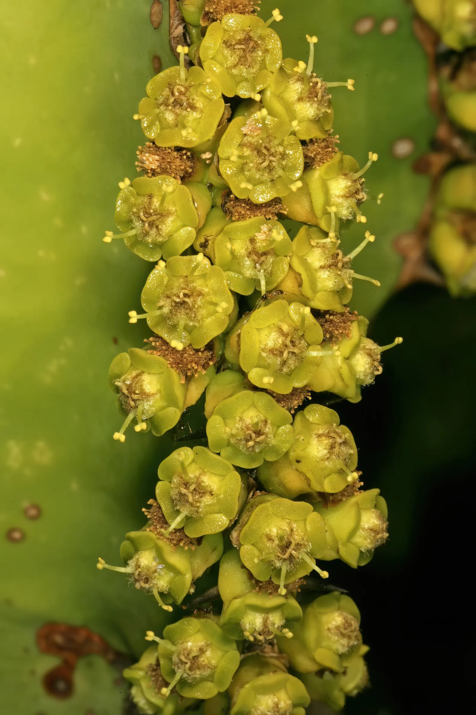 Candelabra Tree (Euphorbia Ingens) — Use caution: its milky sap can be toxic; native to the dry regions of southern Africa