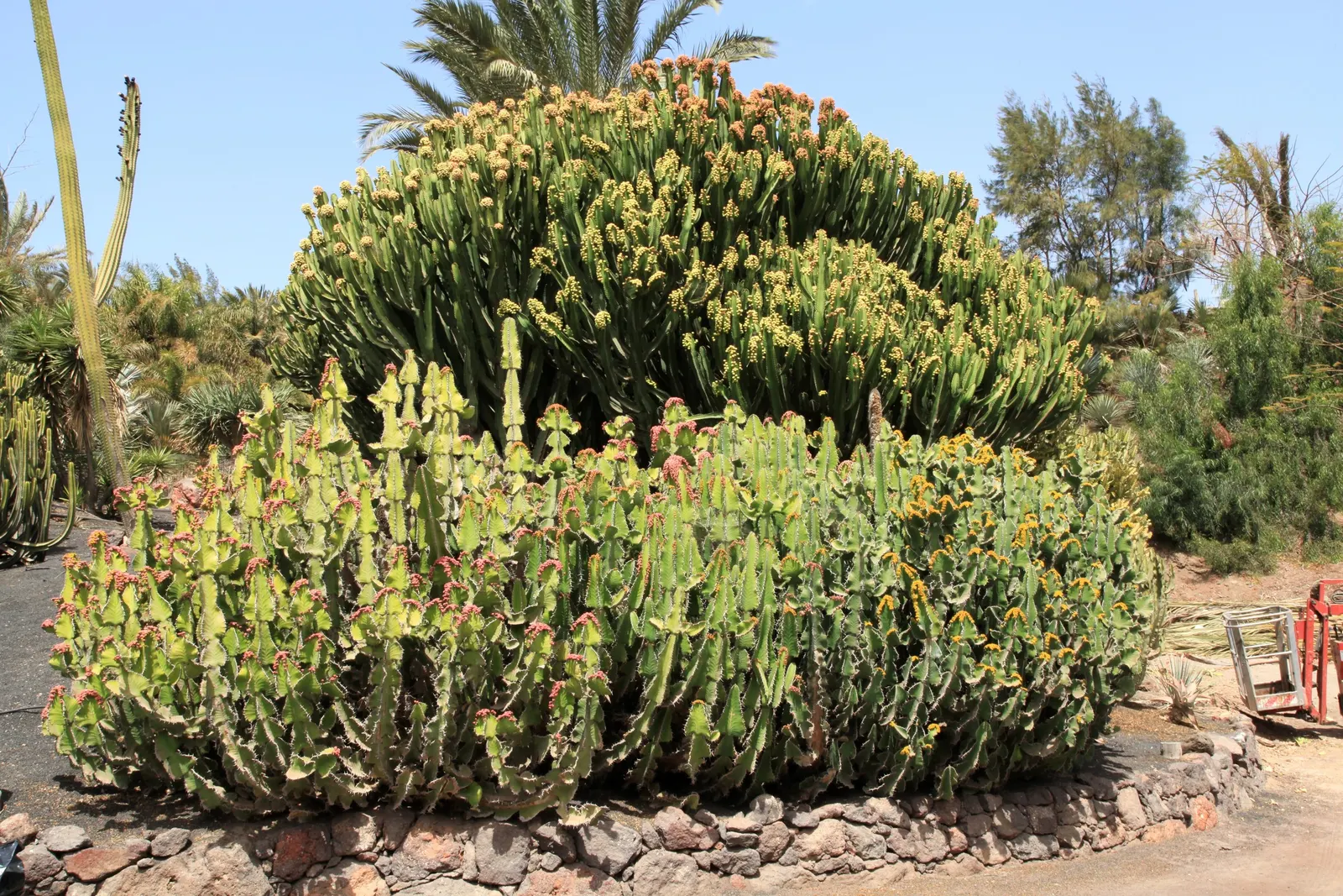 Candelabra Tree (Euphorbia Ingens) — lending to the plant's common name; ideal as a focal point in xeriscapes, ensure ample space to accommodate, image 63