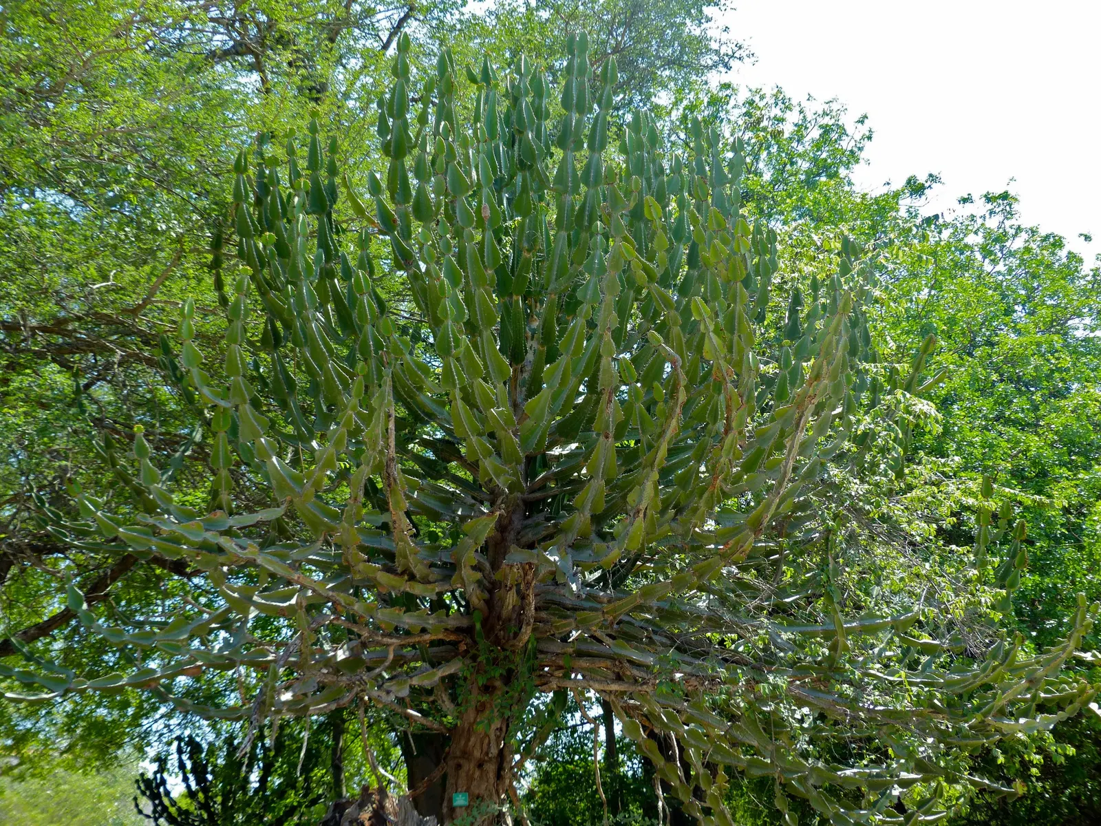 Candelabra Tree (Euphorbia Ingens) — the Euphorbia ingens requires minimal maintenance once established