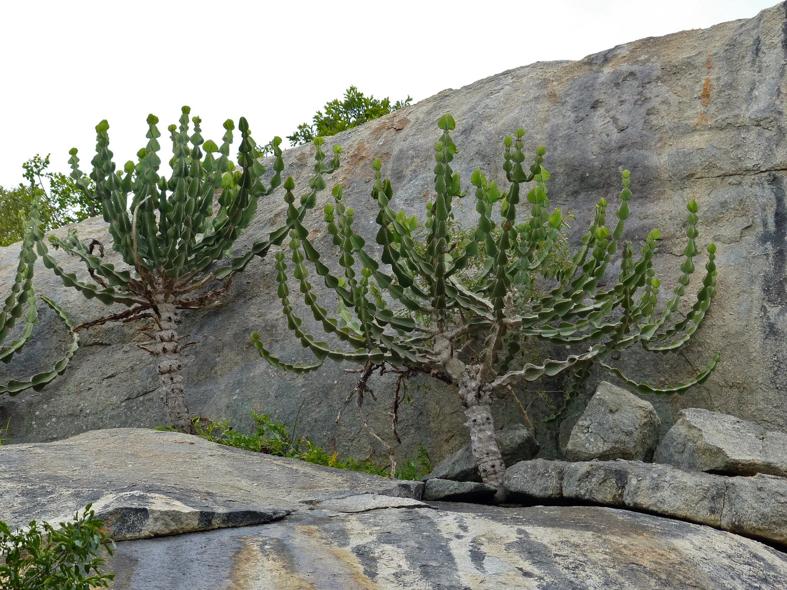 Candelabra Tree (Euphorbia Ingens) — lending to the plant's common name
