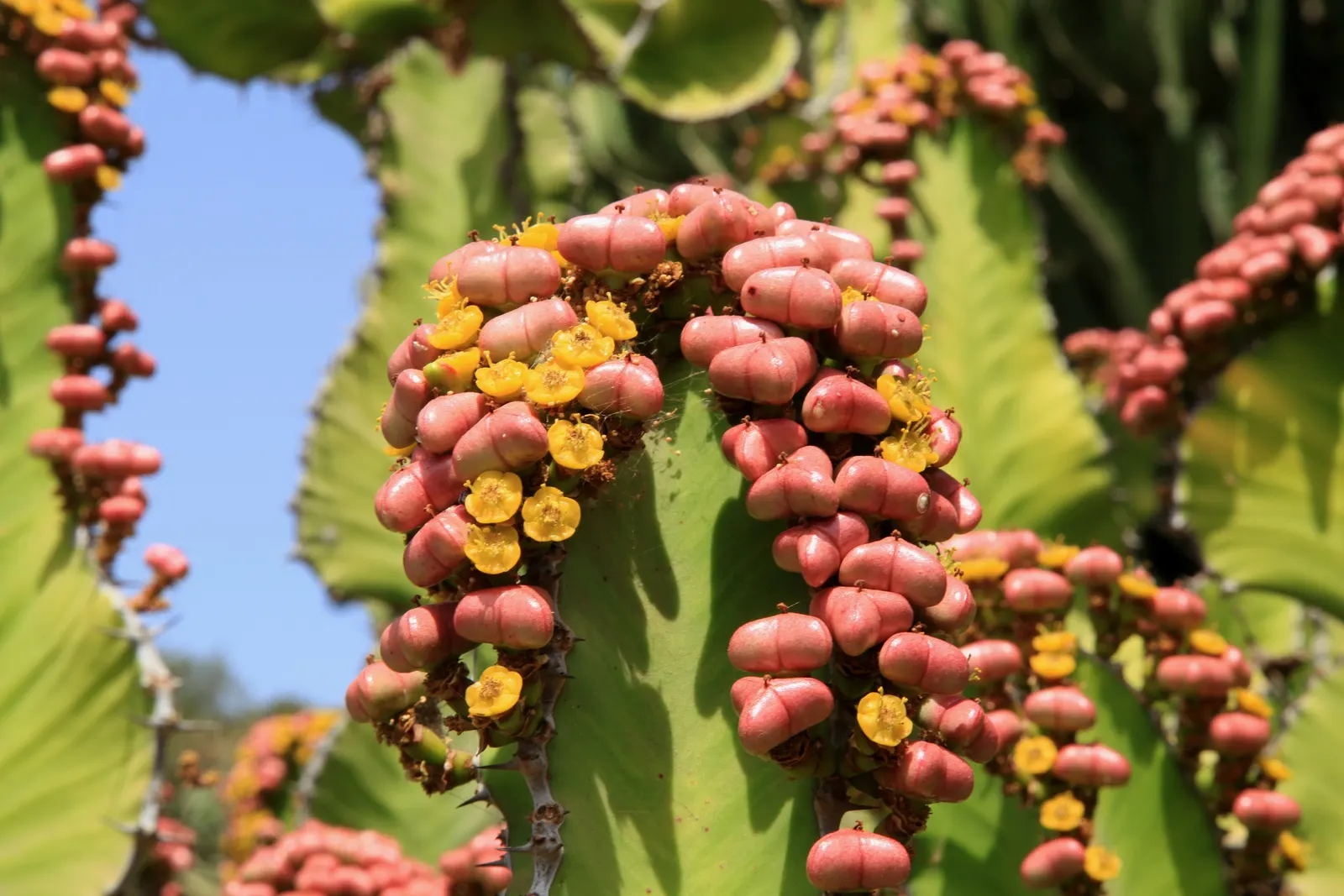 Candelabra Tree (Euphorbia Ingens) — Native to the dry regions of southern Africa; use caution: its milky sap can be toxic, image 56