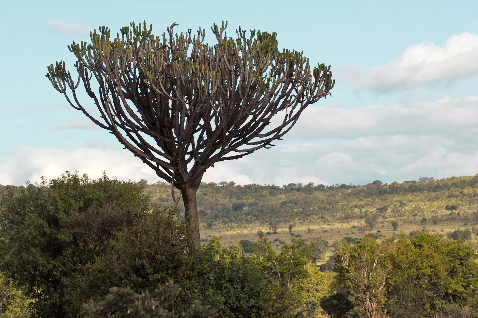 Candelabra Tree (Euphorbia Ingens) — lending to the plant's common name; ideal as a focal point in xeriscapes, ensure ample space to accommodate, image 111