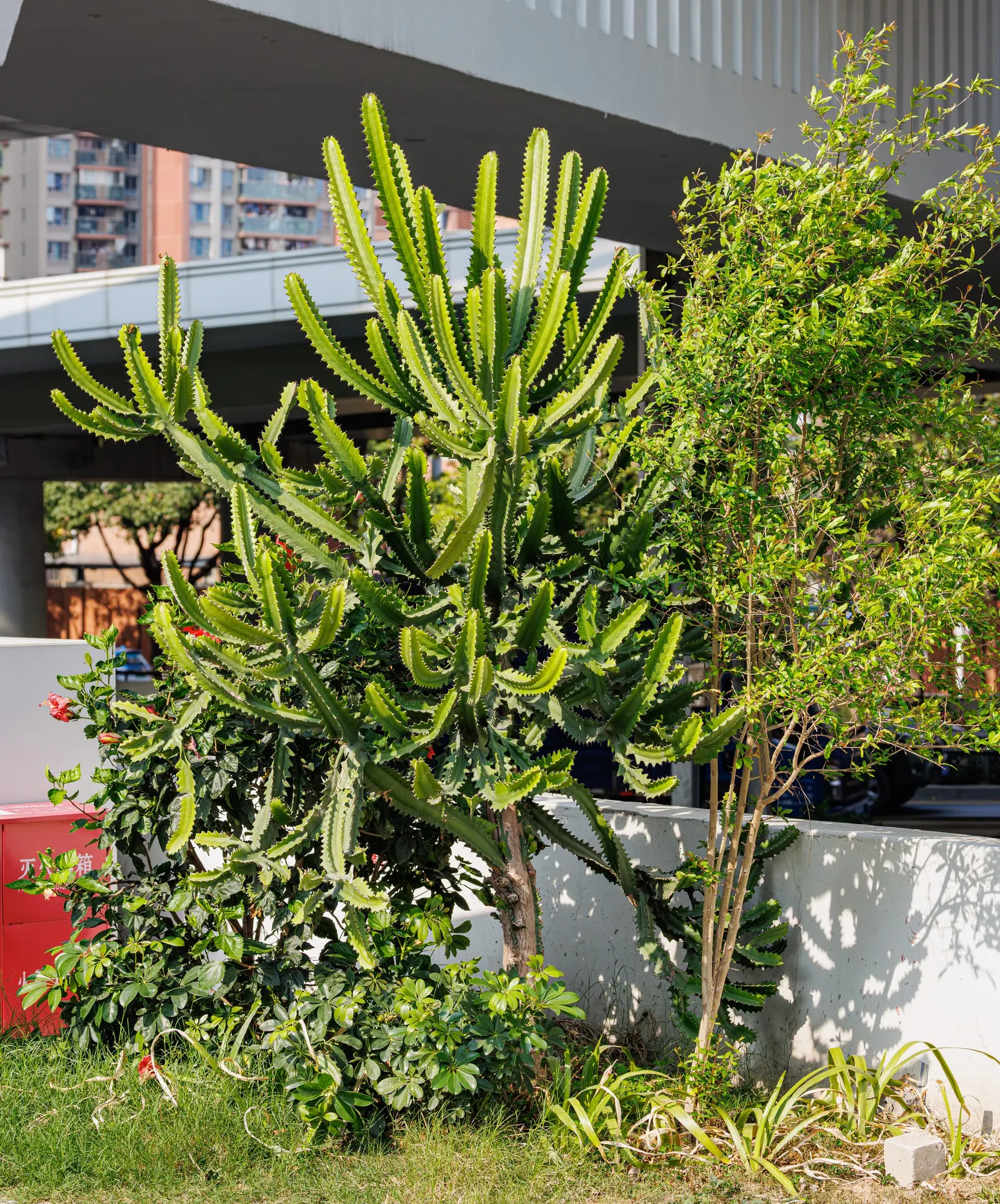 Candelabra Tree (Euphorbia Ingens) — succulent for full; the Euphorbia ingens requires minimal maintenance once established, image 96