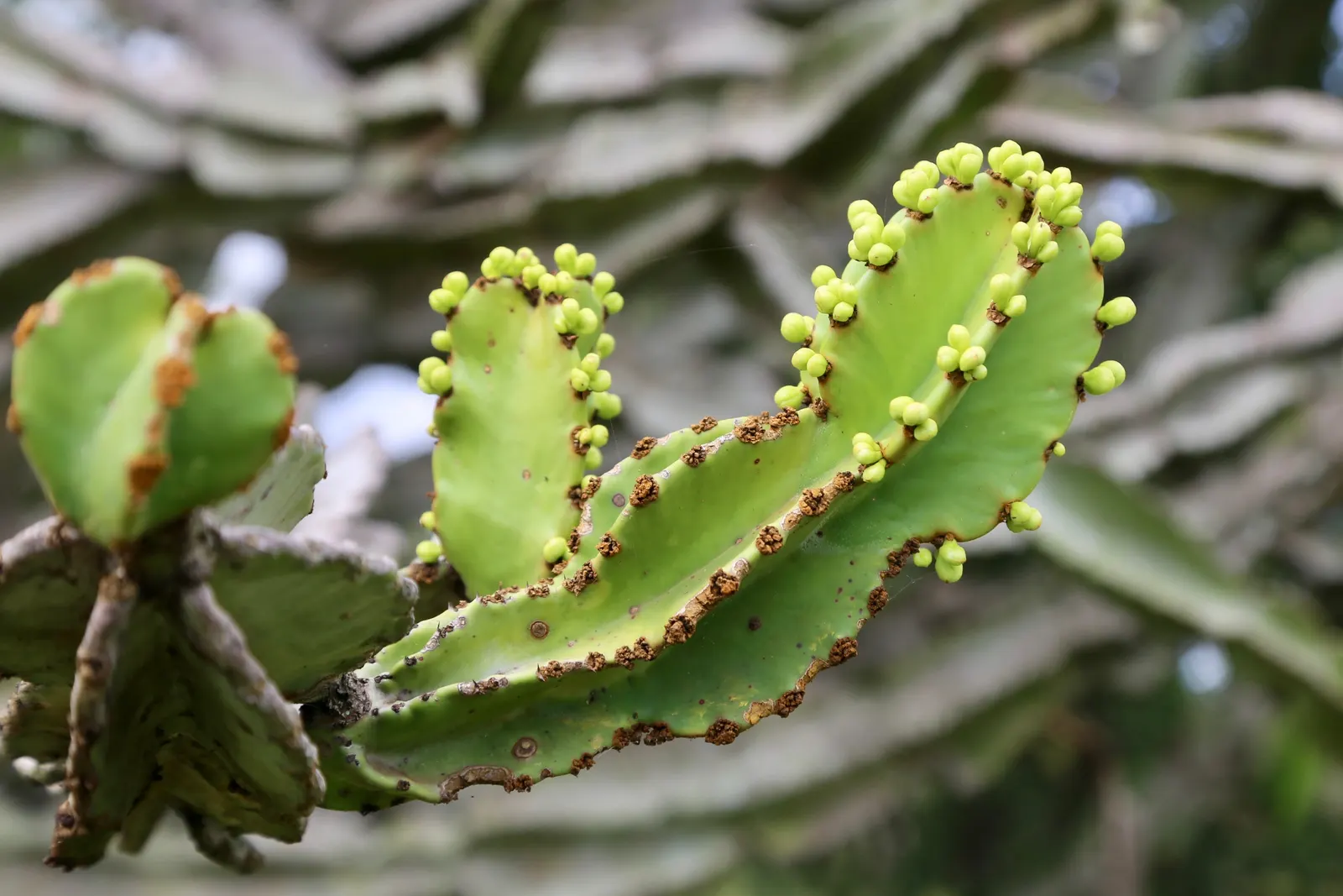 Candelabra Tree (Euphorbia Ingens) — with a spread of approximately 10 to 15 feet; it is well-suited to arid environments, image 108