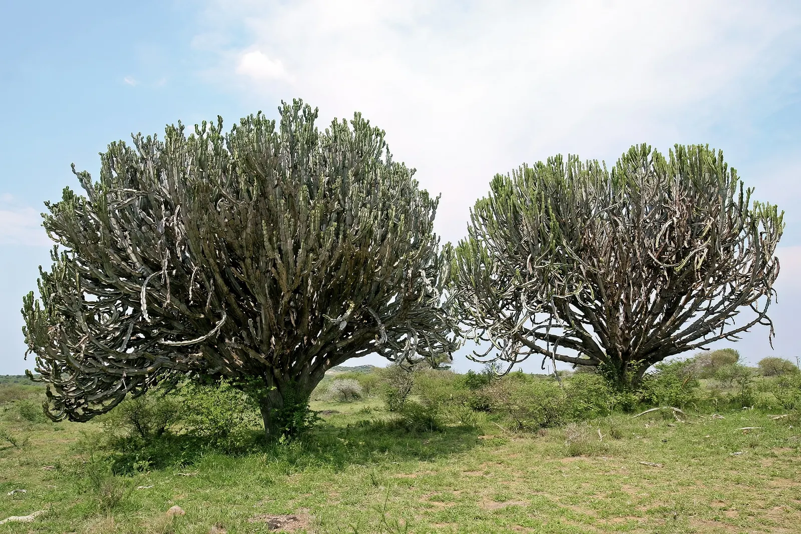 Candelabra Tree (Euphorbia Ingens) — Use caution: its milky sap can be toxic; native to the dry regions of southern Africa, image 101