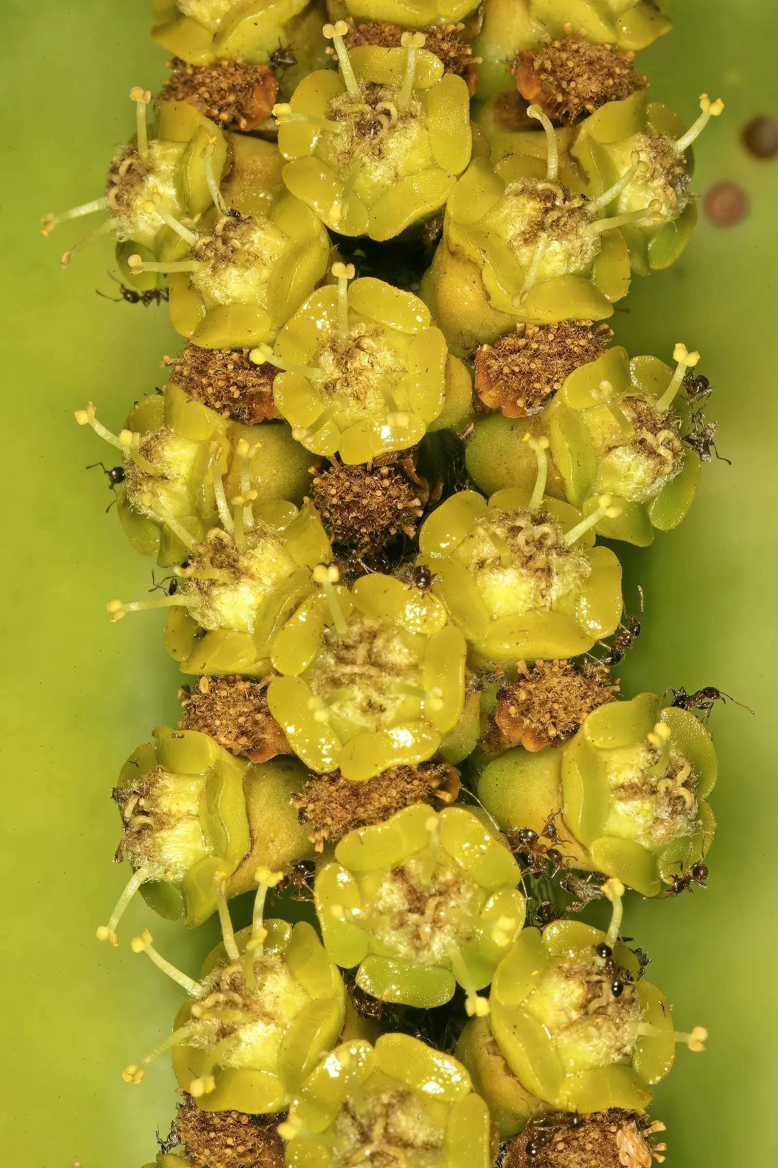 Candelabra Tree (Euphorbia Ingens) — Suited for arid climates, it bears small yellow flowers; is a striking succulent renowned for its upright