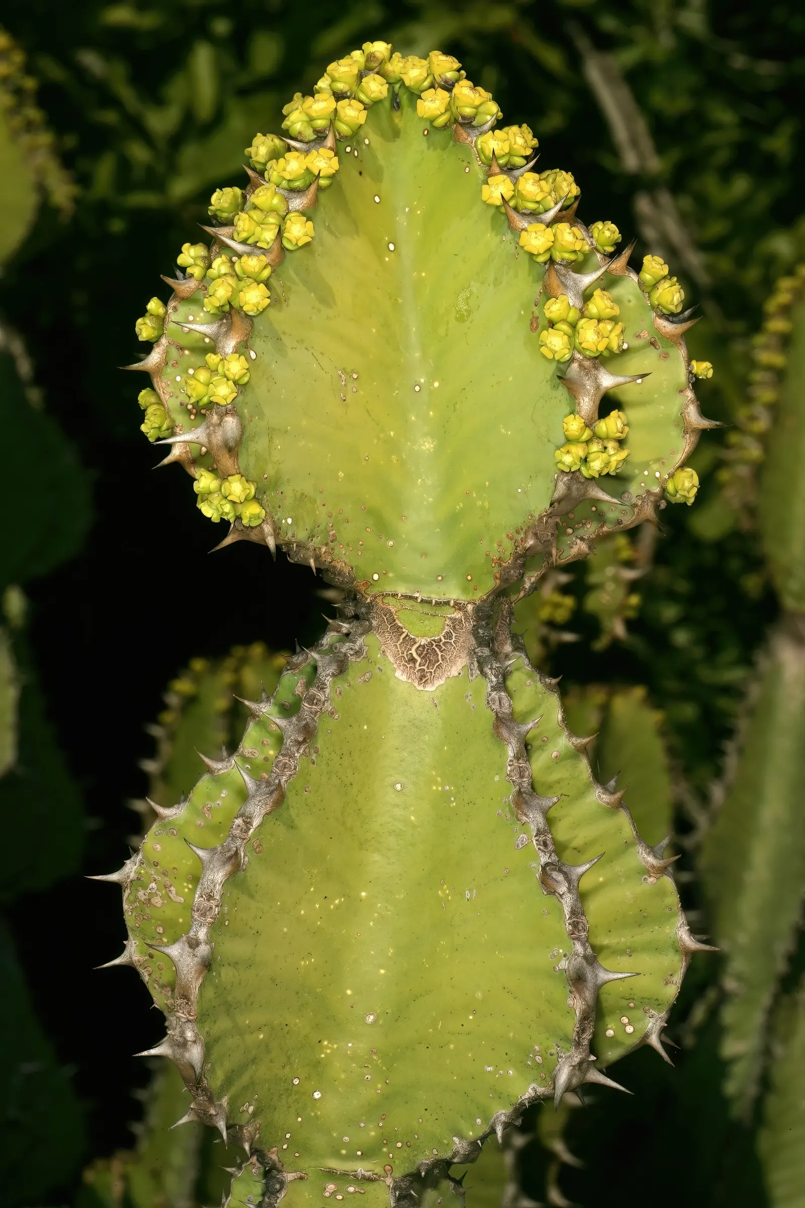 Candelabra Tree (Euphorbia Ingens) — typically numbering between 4 and 12; throughout spring to early summer