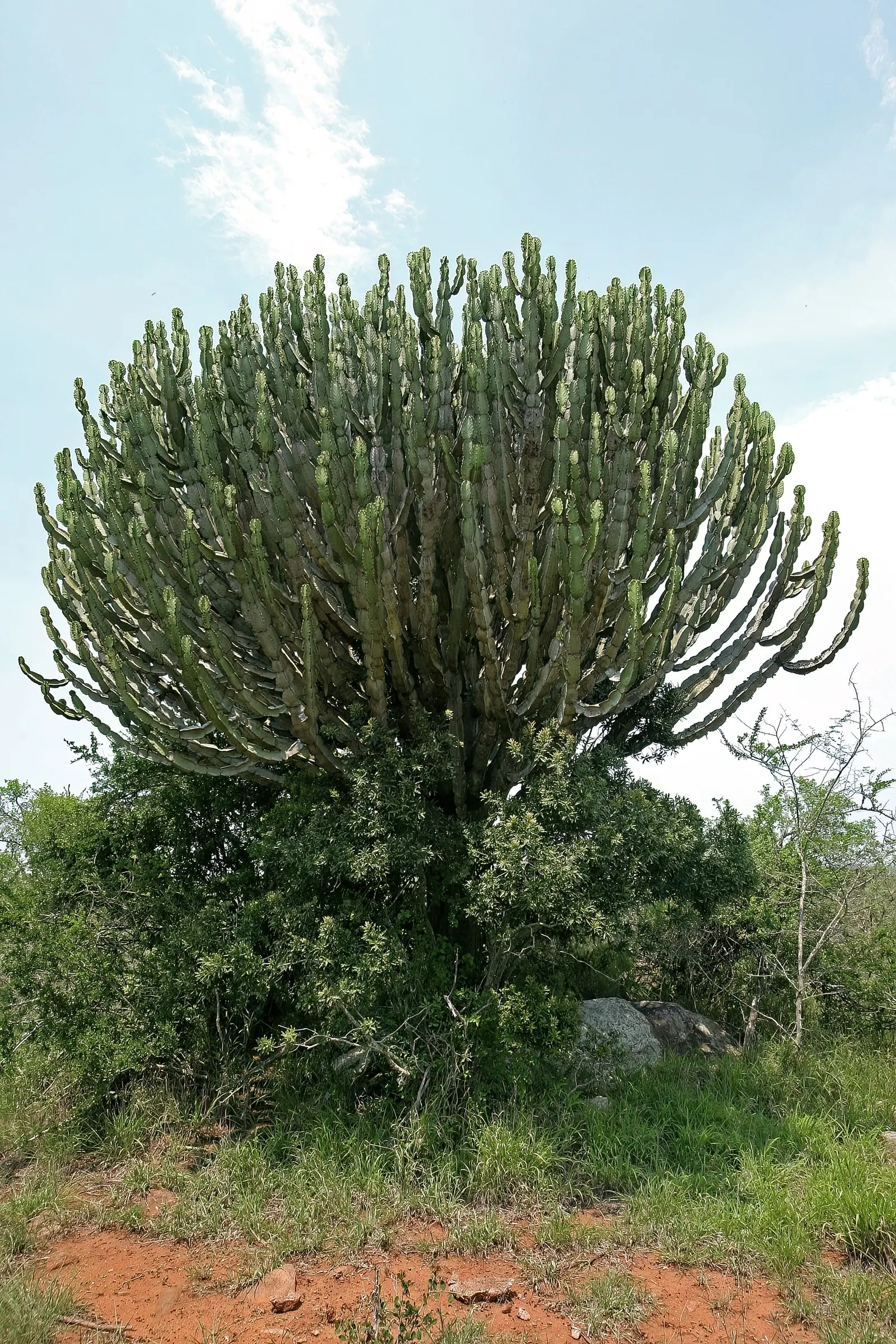 Candelabra Tree (Euphorbia Ingens) — With its bold silhouette and low water needs; bear a strong resemblance to the spire-like arms of a candelabra, image 119