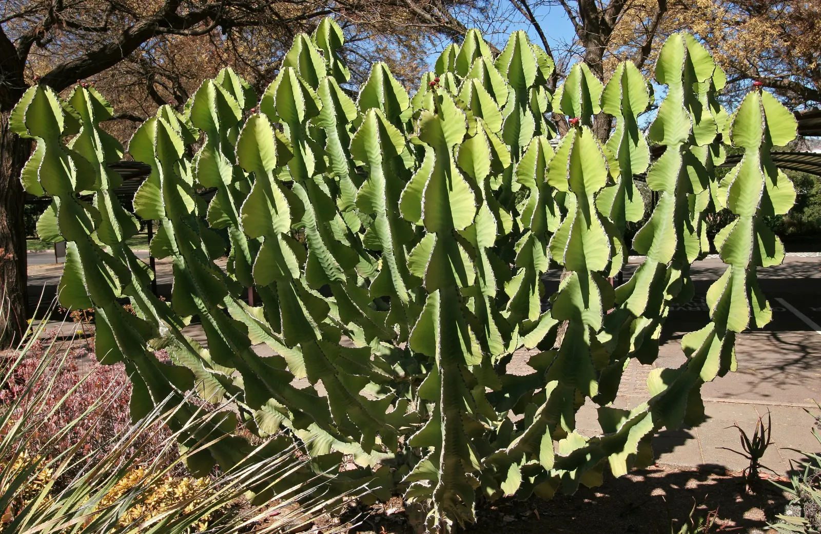 Candelabra Tree (Euphorbia Ingens) — bear a strong resemblance to the spire-like arms of a candelabra; with its bold silhouette and low water needs