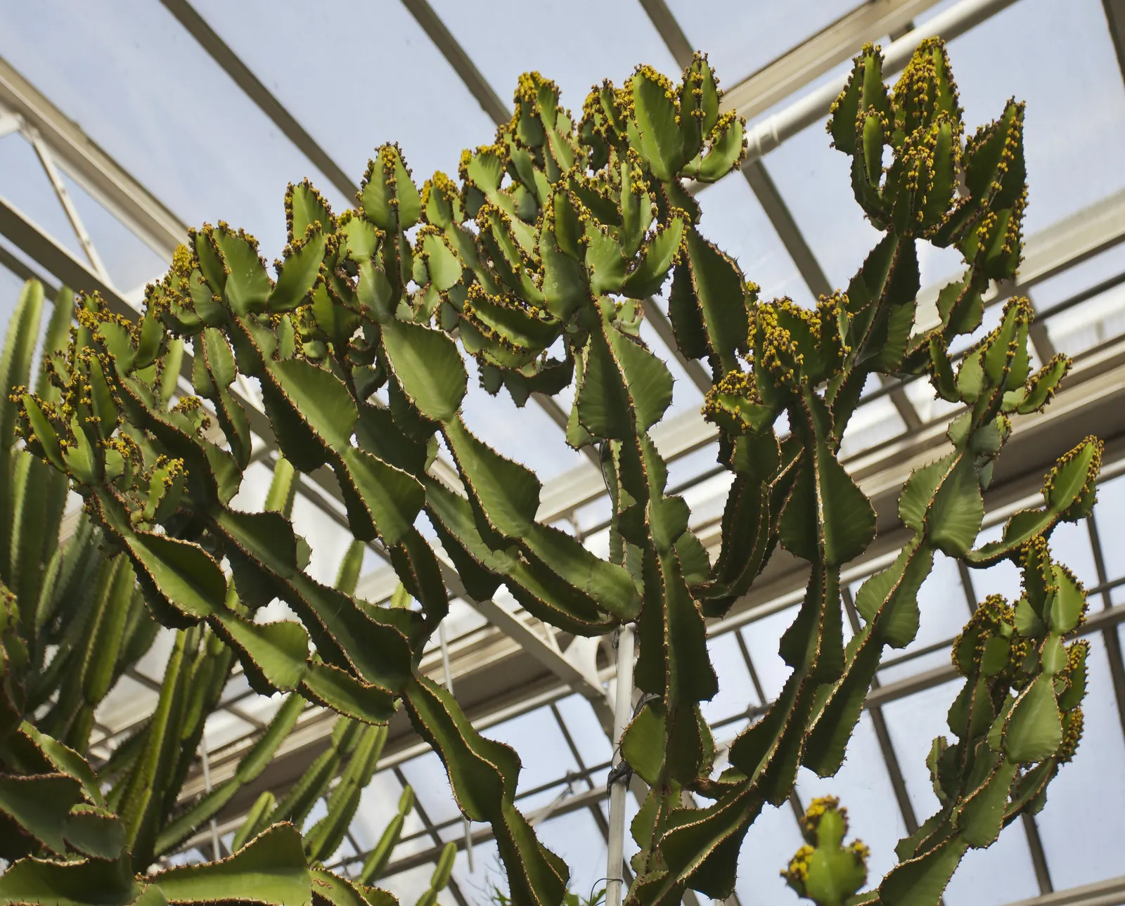 Candelabra Tree (Euphorbia Ingens) — Indigenous to South Africa, it reaches heights of 30-40 feet with branches spanning 1-1.5 feet in diameter; due to its