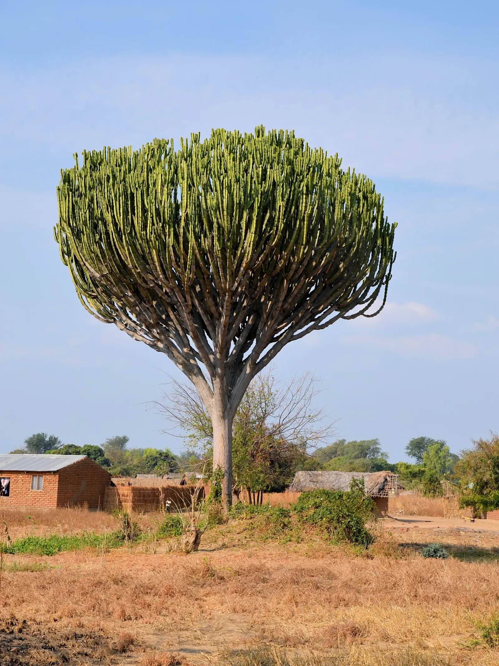 Candelabra Tree (Euphorbia Ingens) — With its bold silhouette and low water needs; bear a strong resemblance to the spire-like arms of a candelabra, image 95
