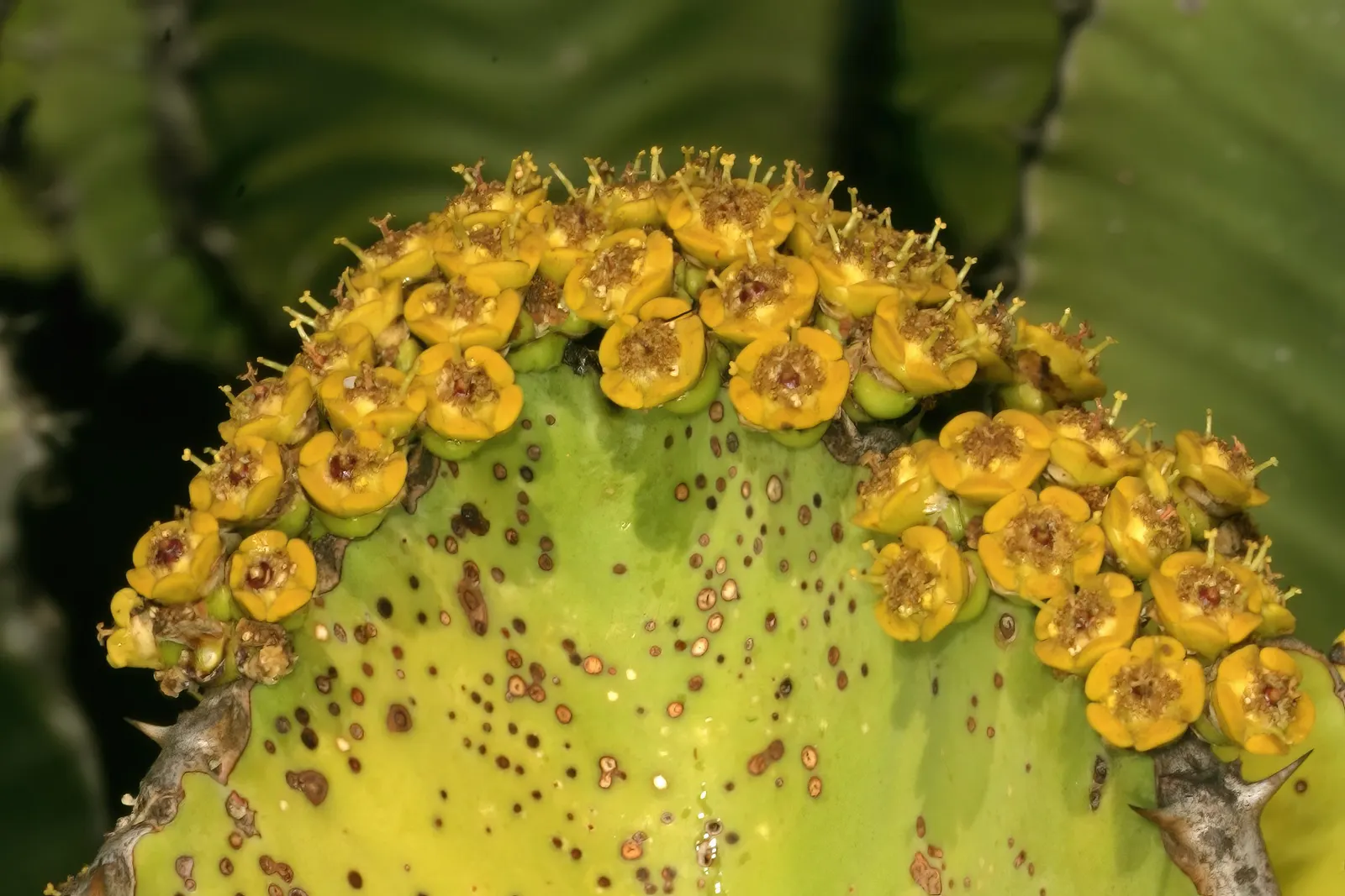 Candelabra Tree (Euphorbia Ingens) — with a spread of approximately 10 to 15 feet; it is well-suited to arid environments