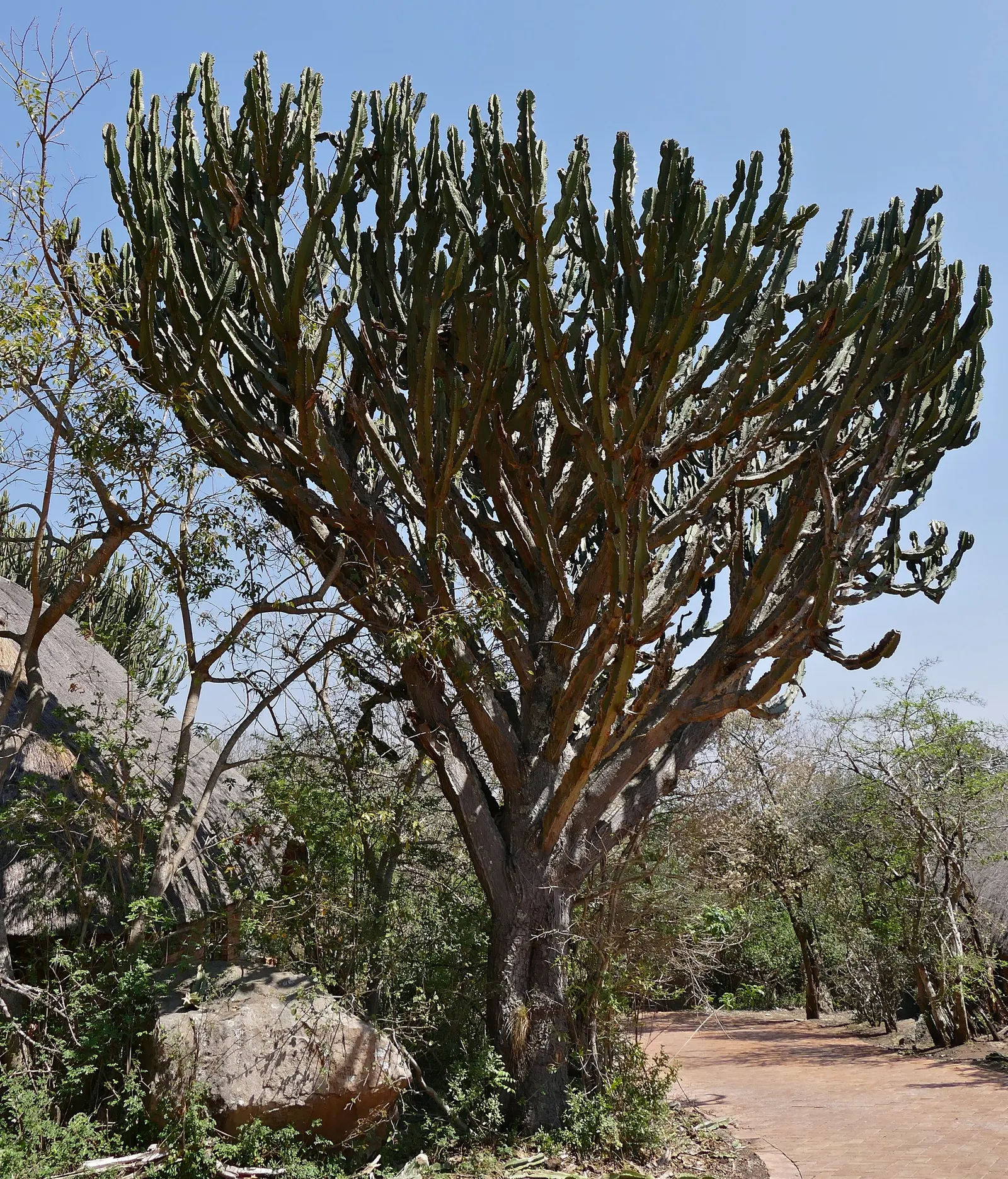 Candelabra Tree (Euphorbia Ingens) — making it a prime candidate for gardens in similar climates.<br><br>Characterized by its towering height; it, image 106