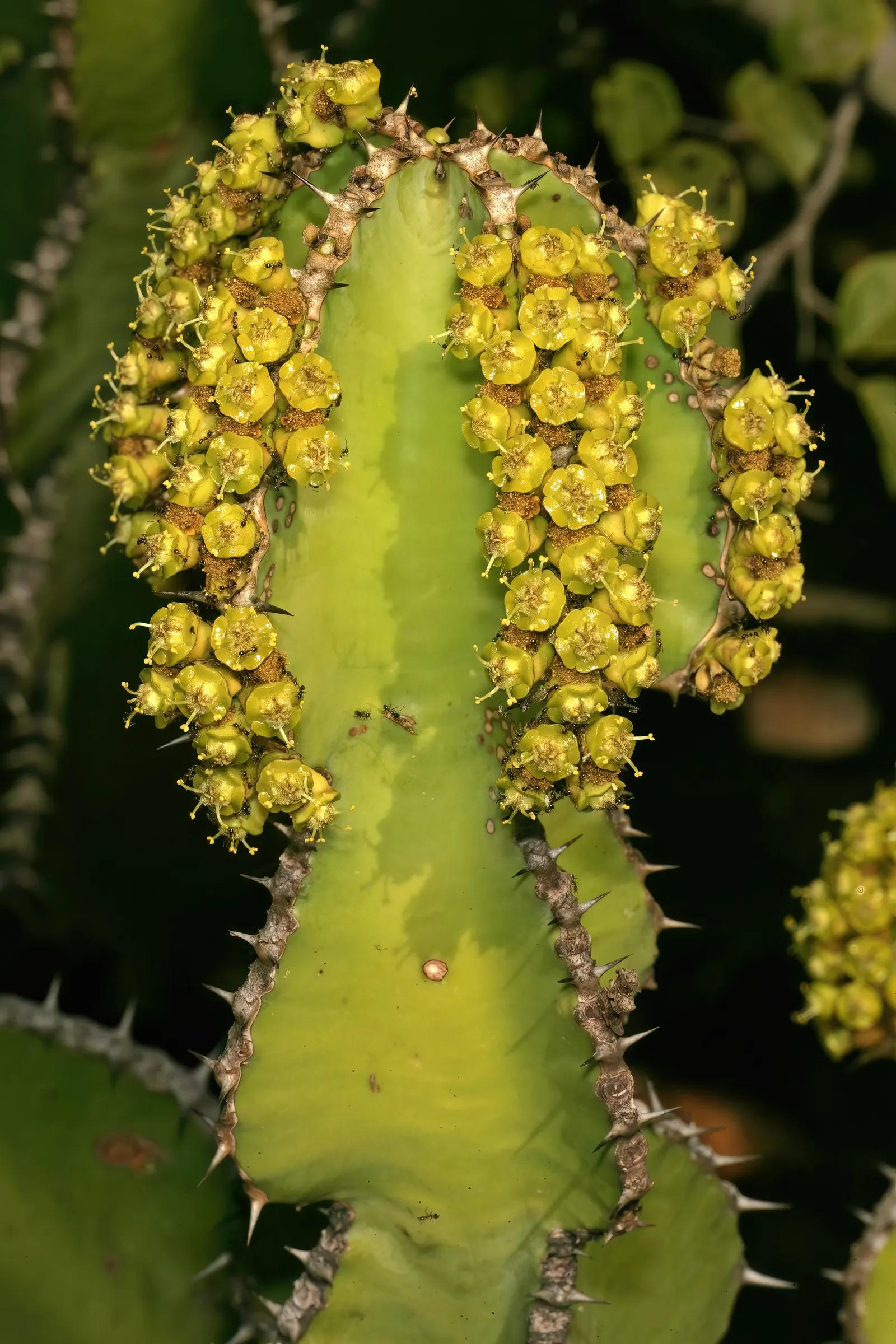 Candelabra Tree (Euphorbia Ingens) — making it a prime candidate for gardens in similar climates.<br><br>Characterized by its towering height; it is crucial to