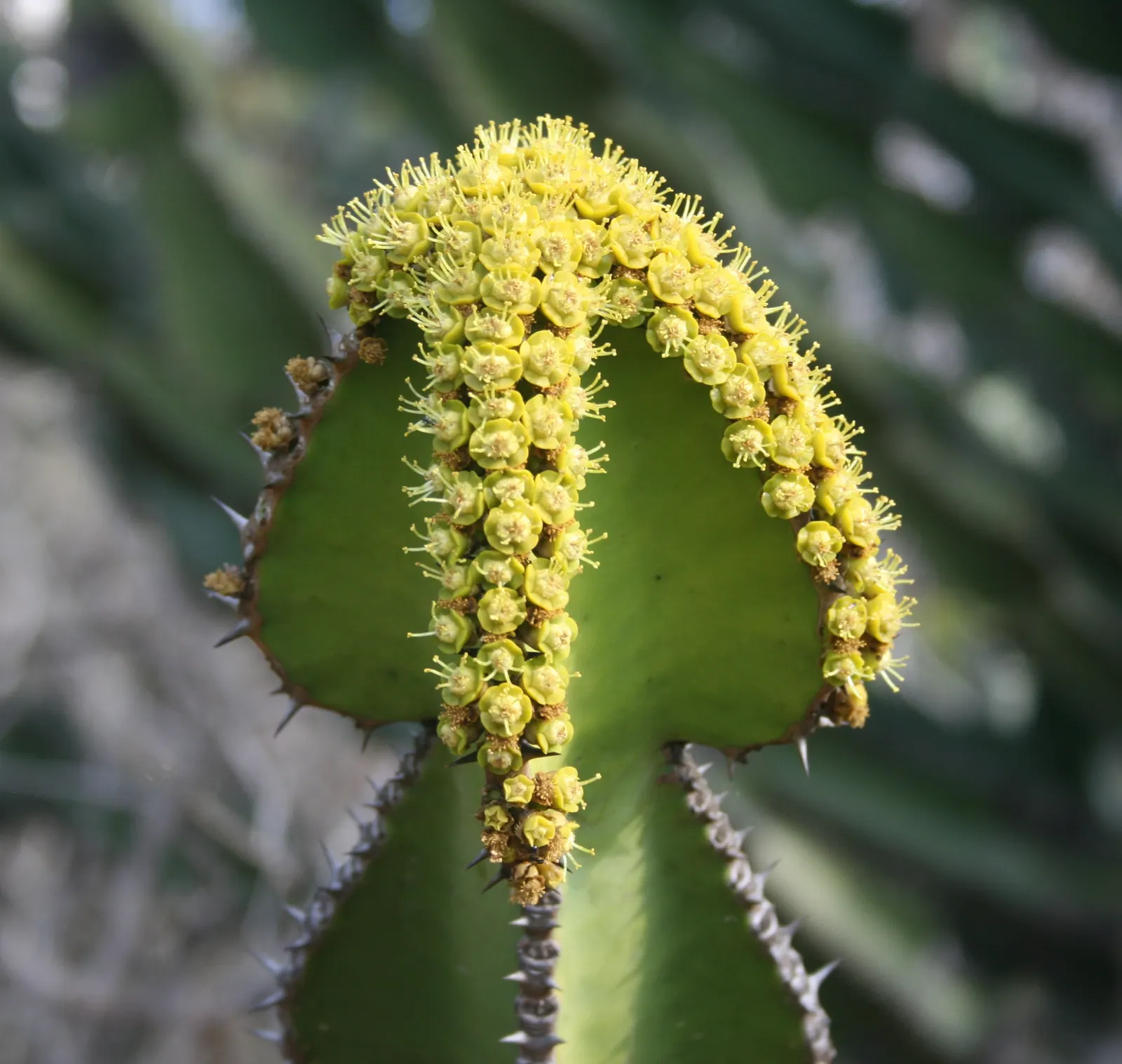 Candelabra Tree (Euphorbia Ingens) — Ideal as a focal point in xeriscapes, ensure ample space to accommodate its grand silhouette; lending to the, image 54