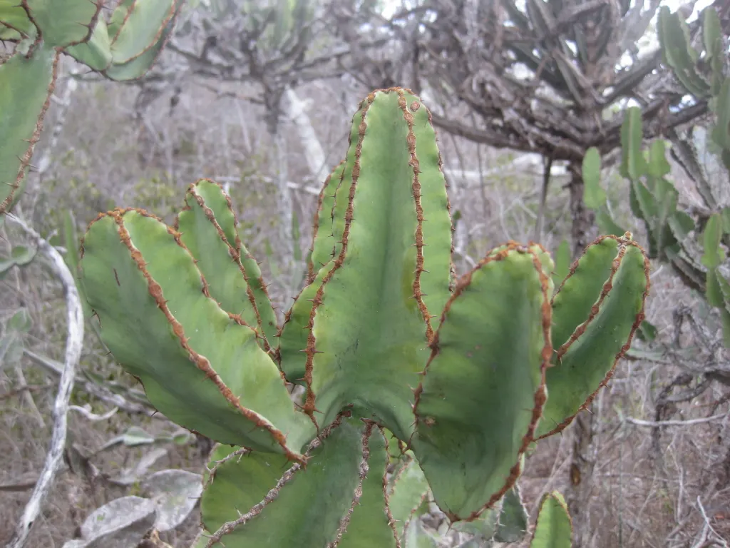 Candelabra Tree (Euphorbia Ingens) — the Candelabra Tree can reach up to 30 to 40 feet; branching structure resembling a candelabrum