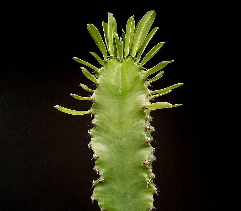 Candelabra Tree (Euphorbia Ingens) — the Euphorbia ingens requires minimal maintenance once established; succulent for full, image 93