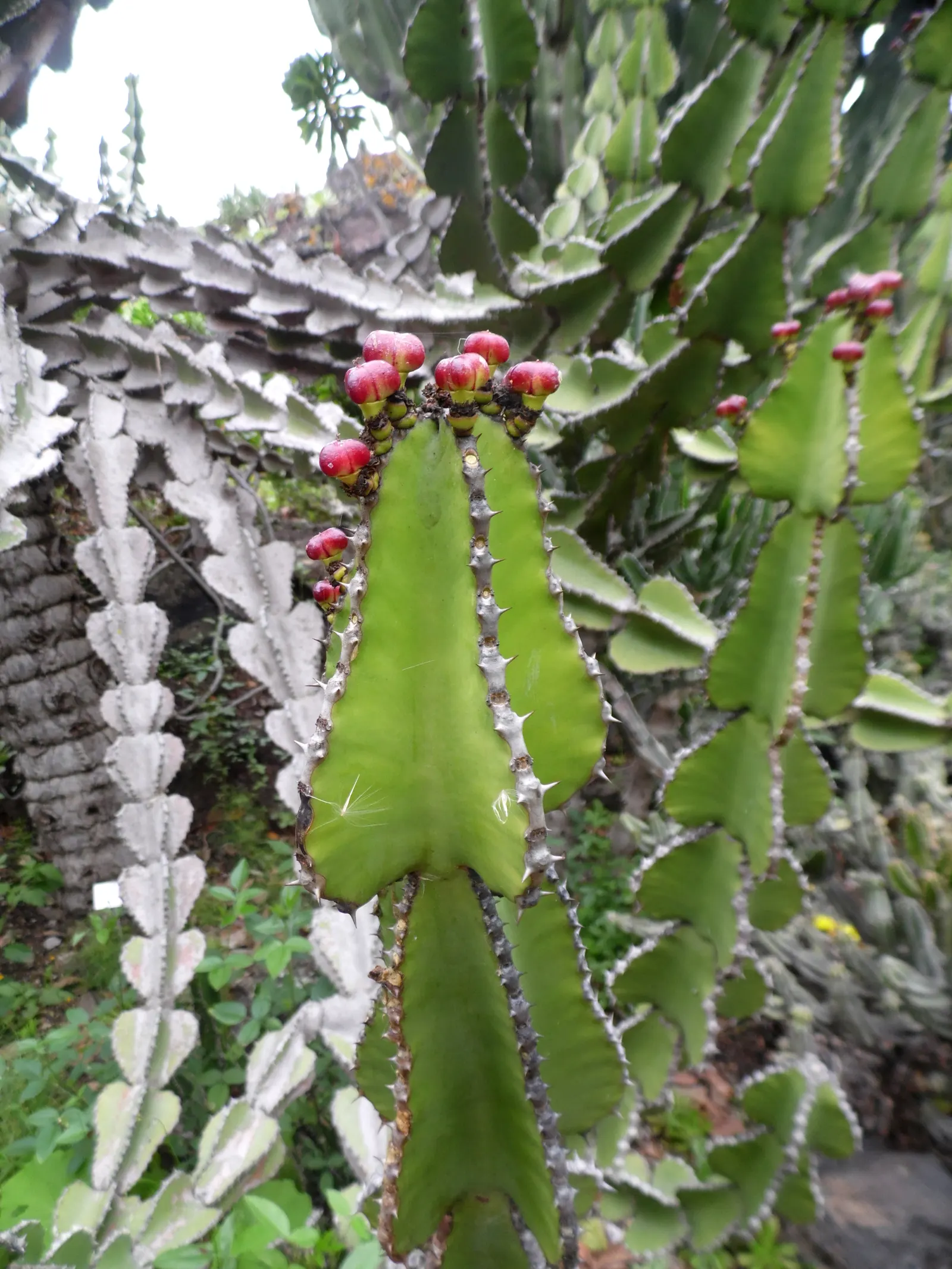 Candelabra Tree (Euphorbia Ingens) — Throughout spring to early summer; typically numbering between 4 and 12