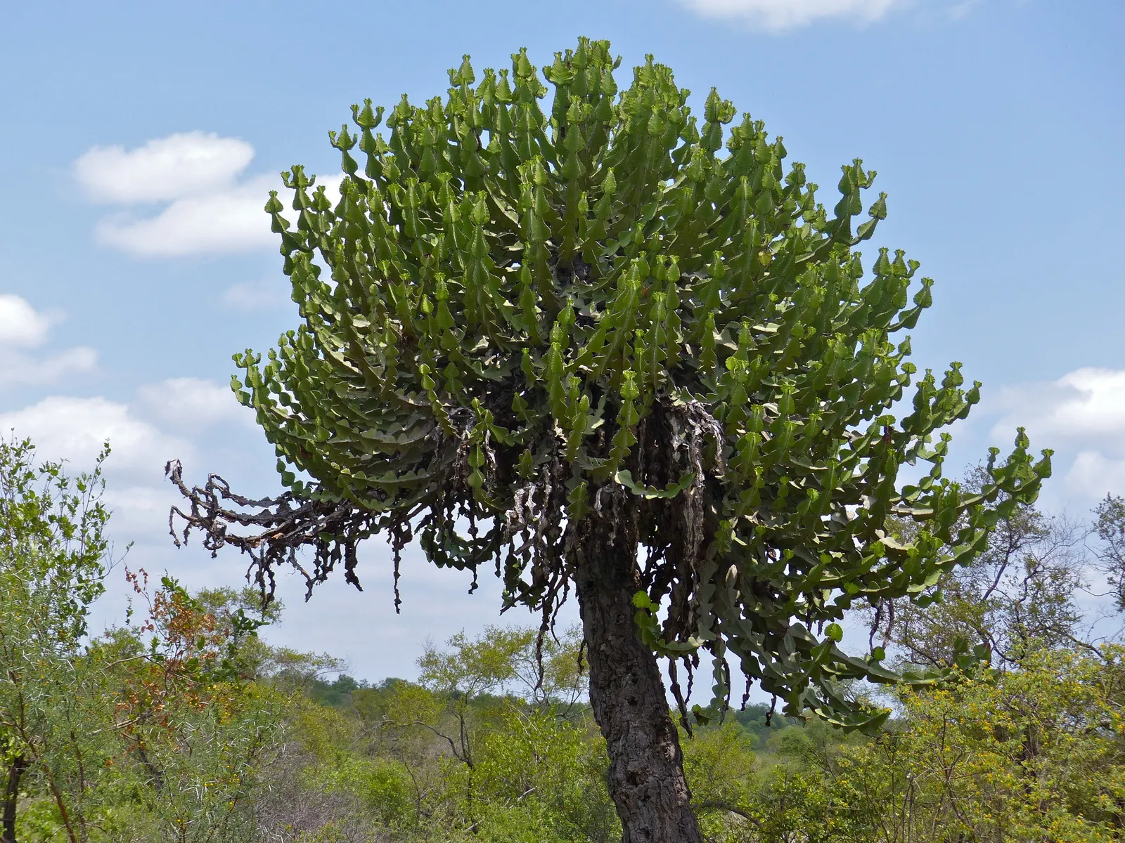 Candelabra Tree (Euphorbia Ingens) — Due to its potential growth size